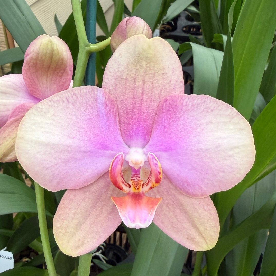 Phal. Baby Dynamite