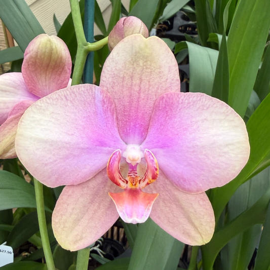 Phal. Baby Dynamite