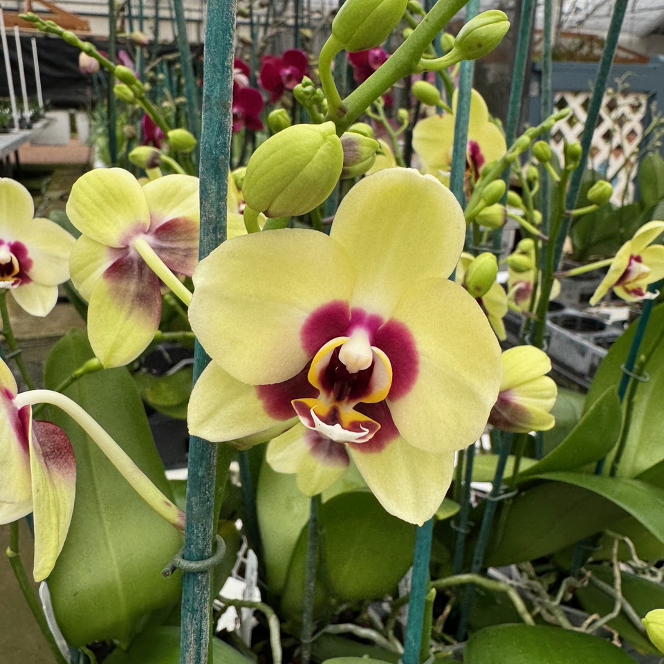 Phal. Deep Secret (Miniature Phal)