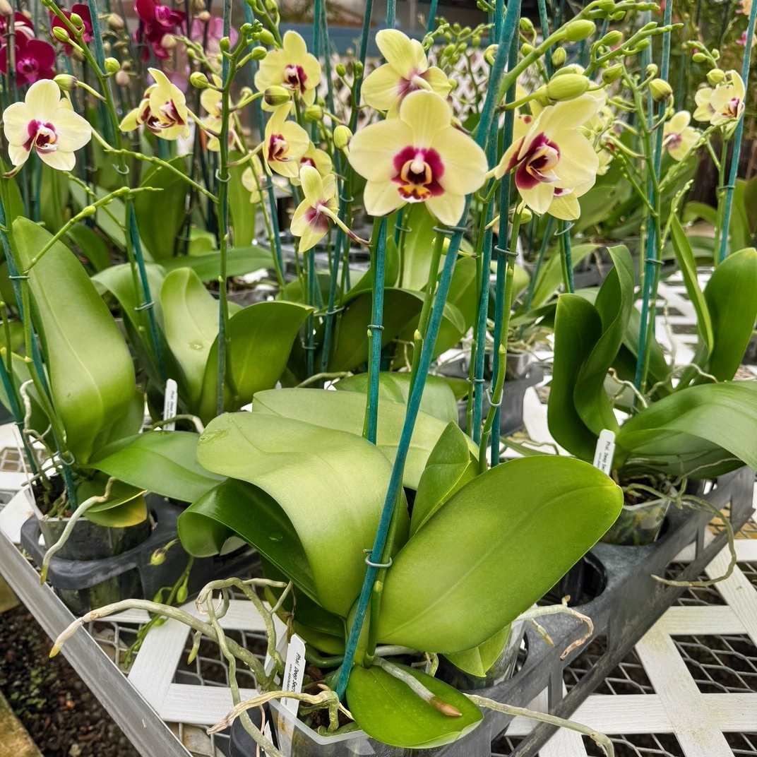 Phal. Deep Secret (Miniature Phal)