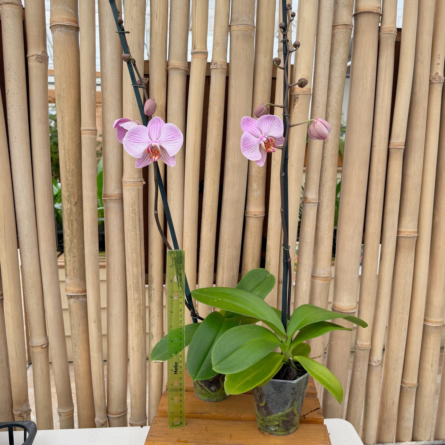 Phal. Dreamline