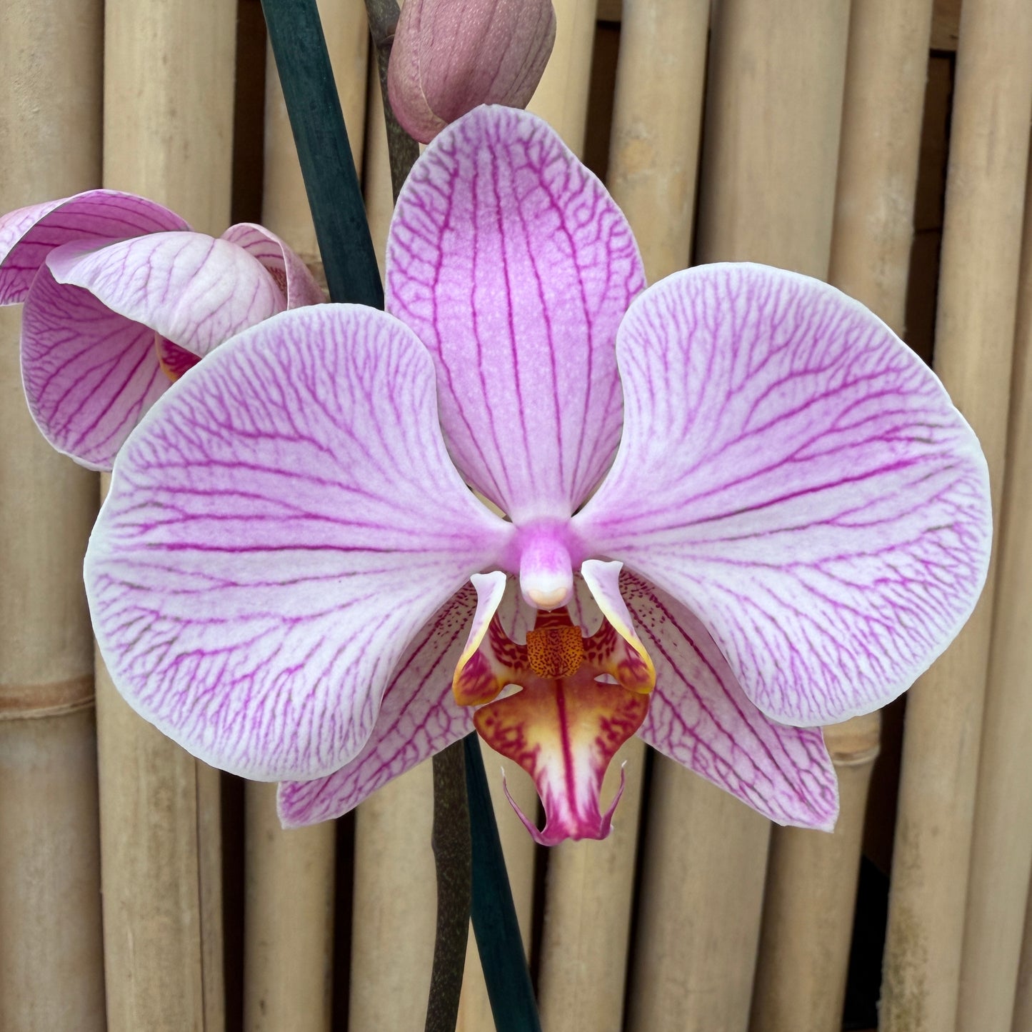 Phal. Dreamline