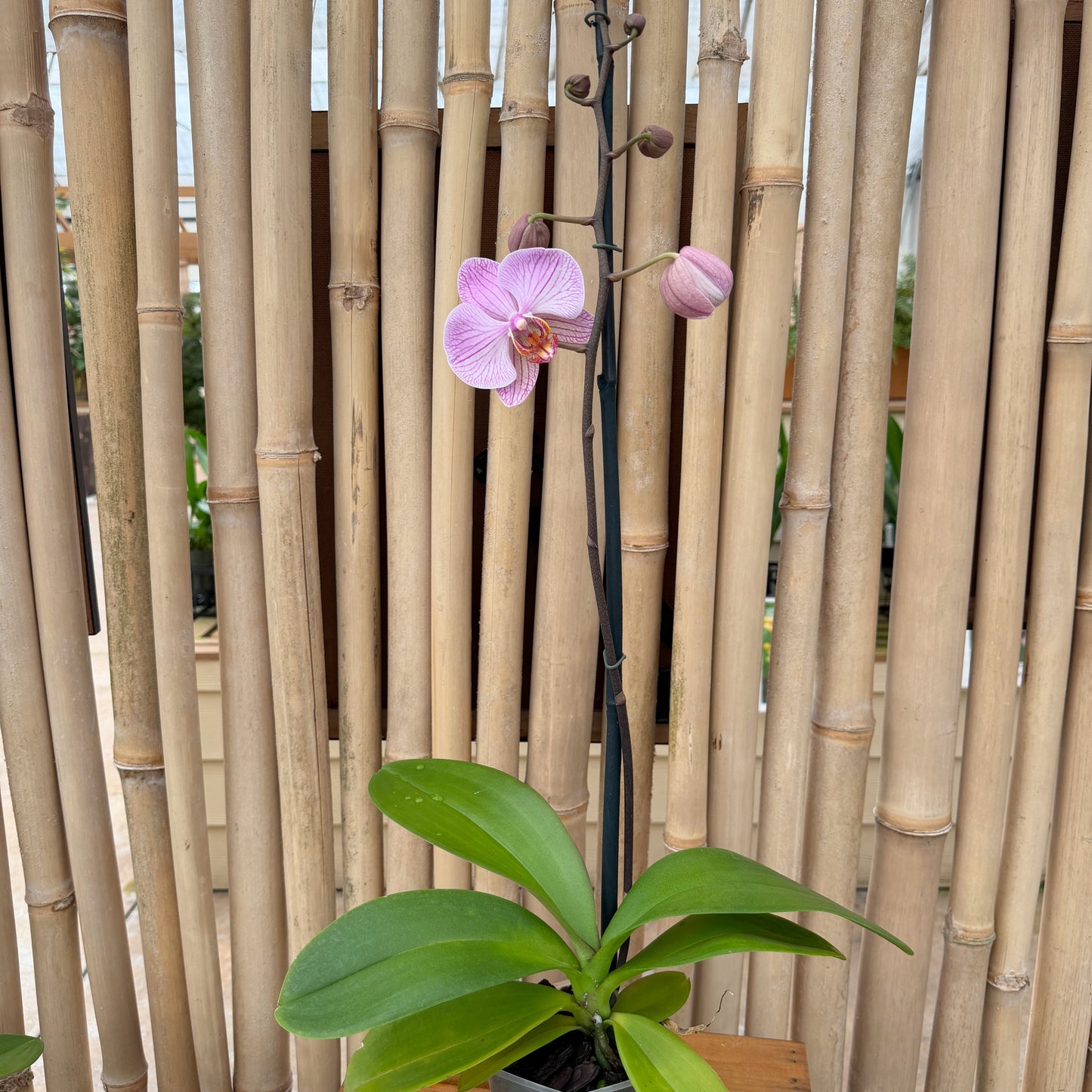 Phal. Dreamline