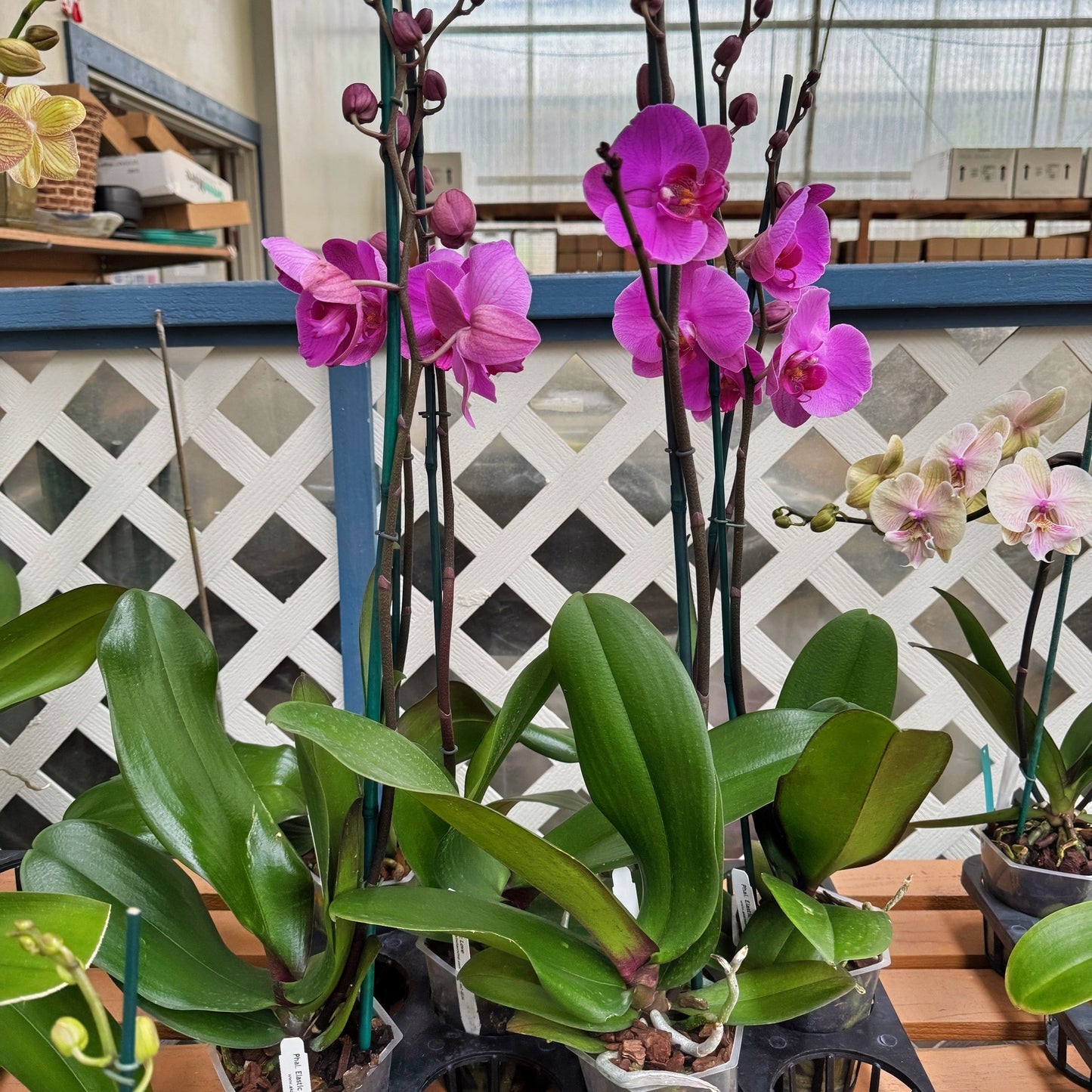 Phal. Elastic Love (Single Spike)