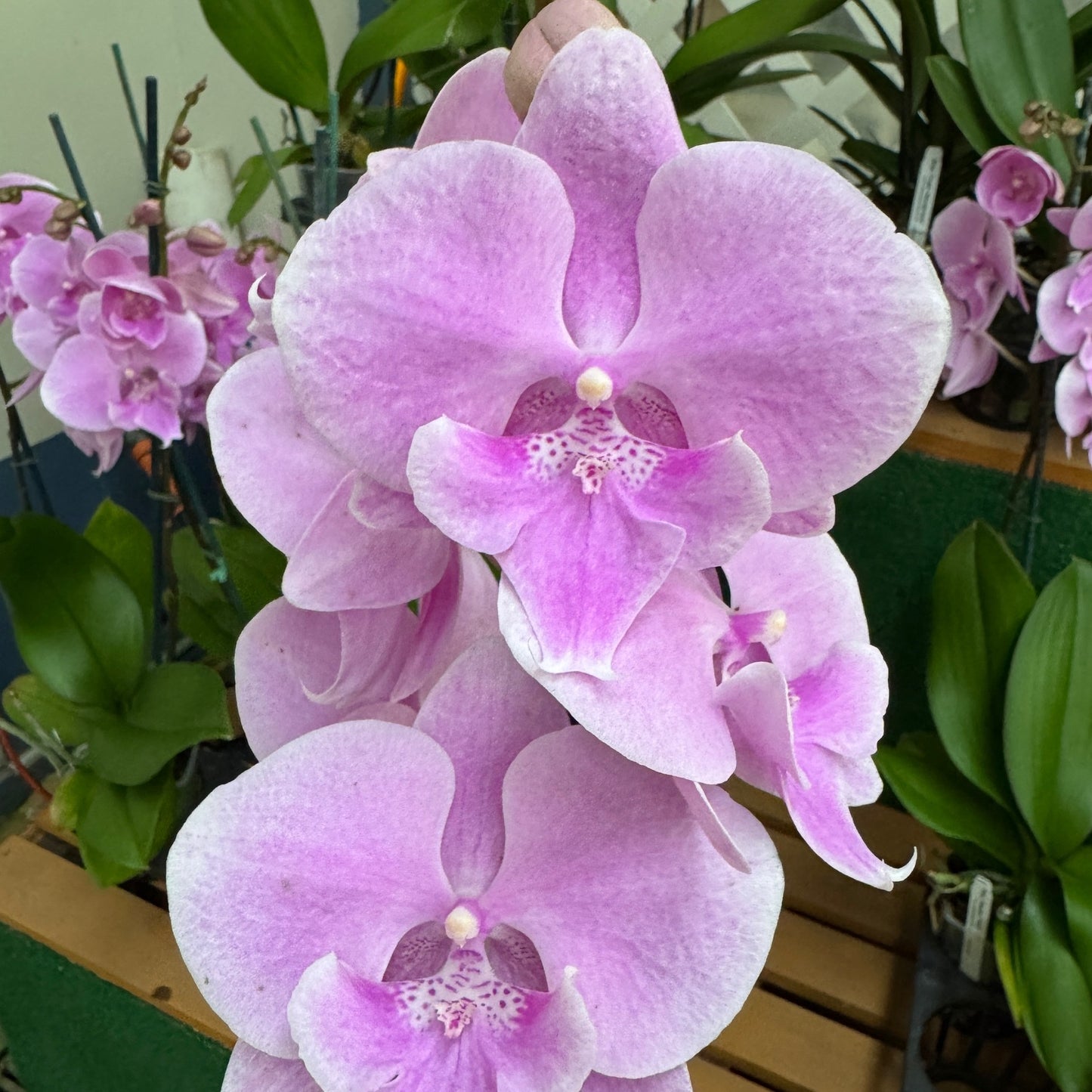 Phal. Elevator Pitch