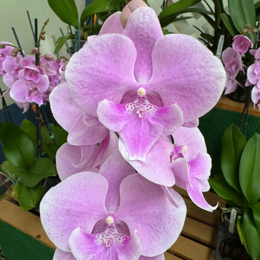 Phal. Elevator Pitch