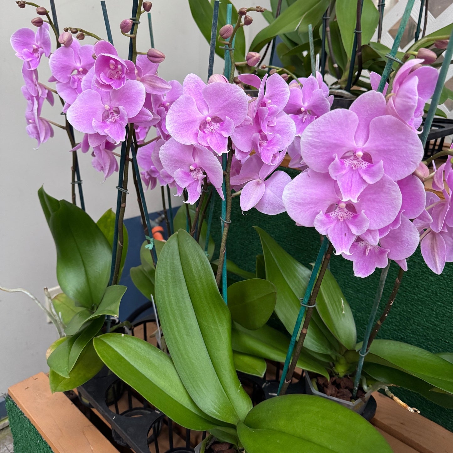 Phal. Elevator Pitch