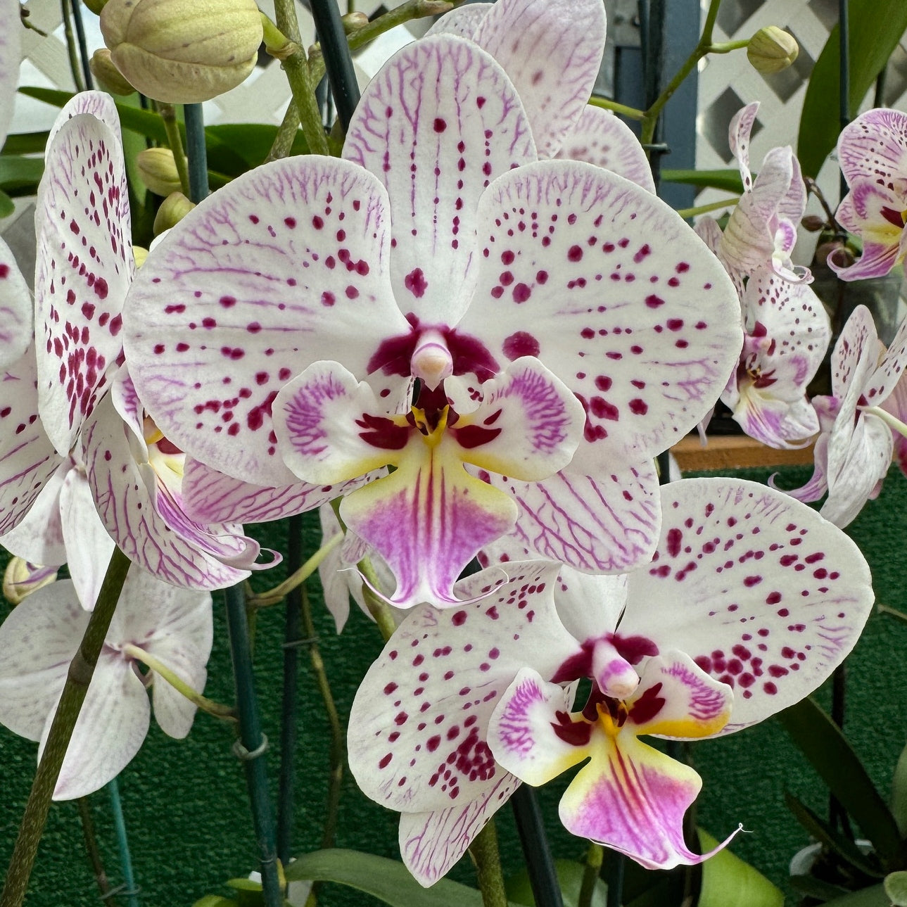 Phal. Expressions