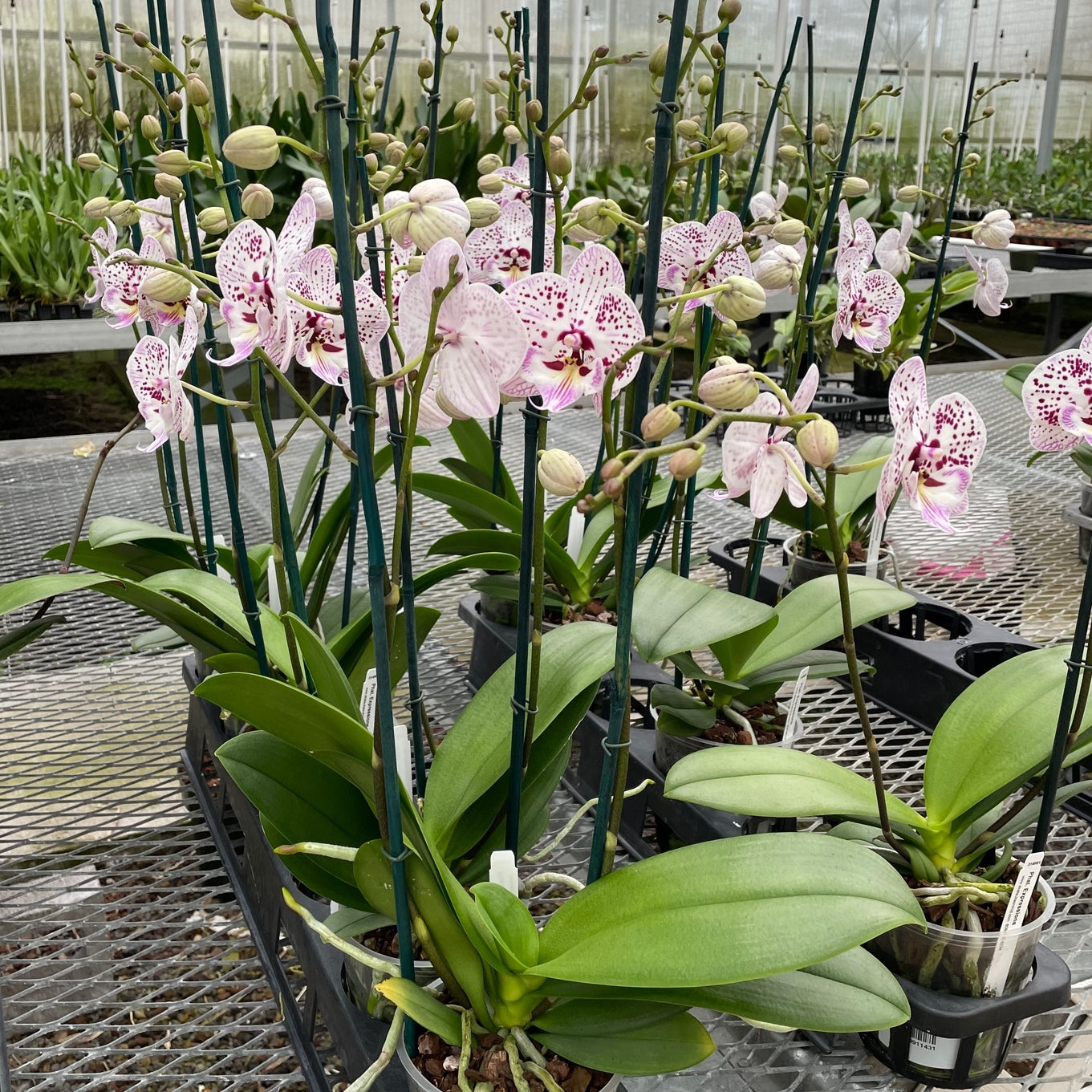 Phal. Expressions
