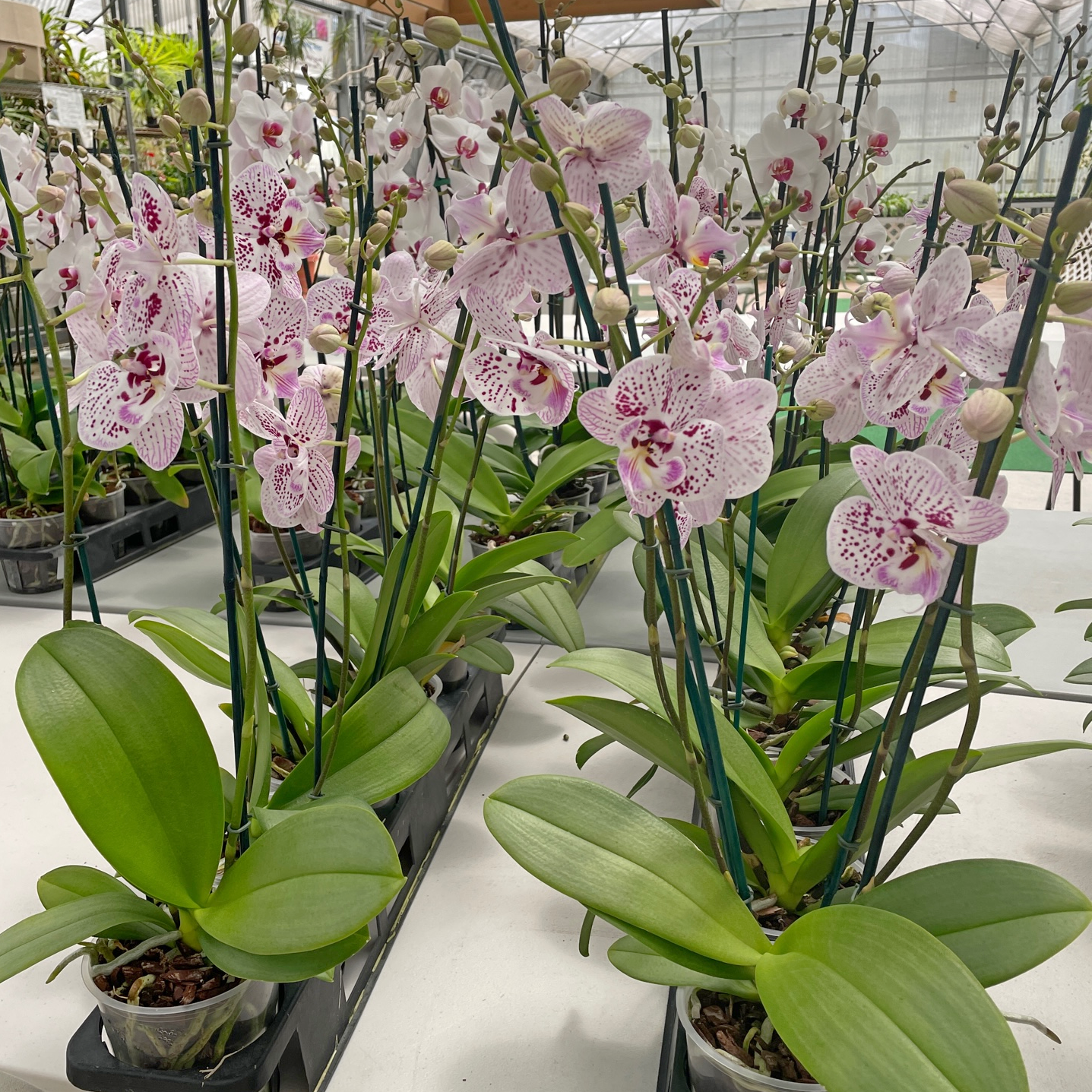 Phal. Expressions