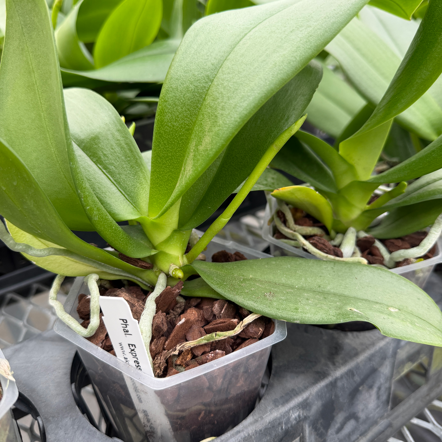 Phal. Expressions (Low Spike)
