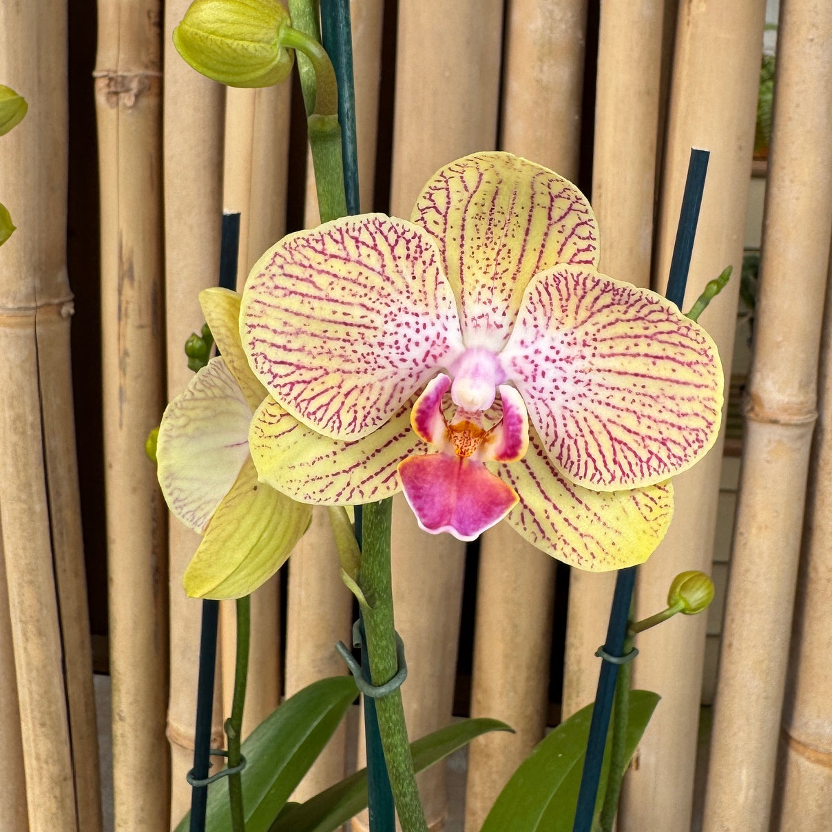 Phal. Honeydew