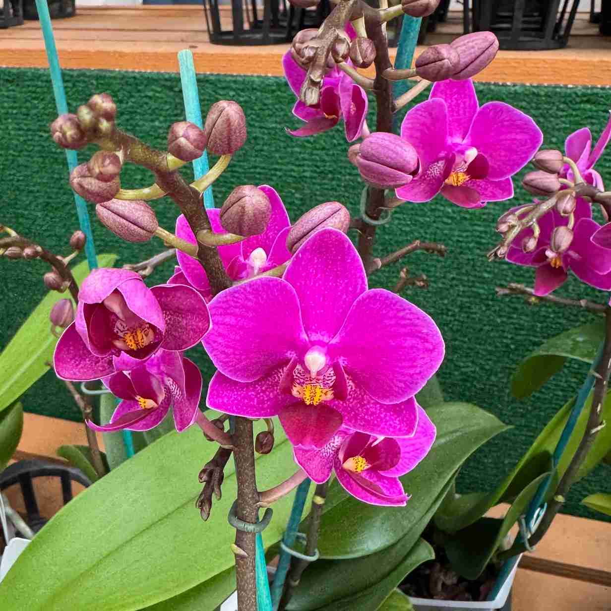 Phal. Kissy Lips (Low Spike) - miniature