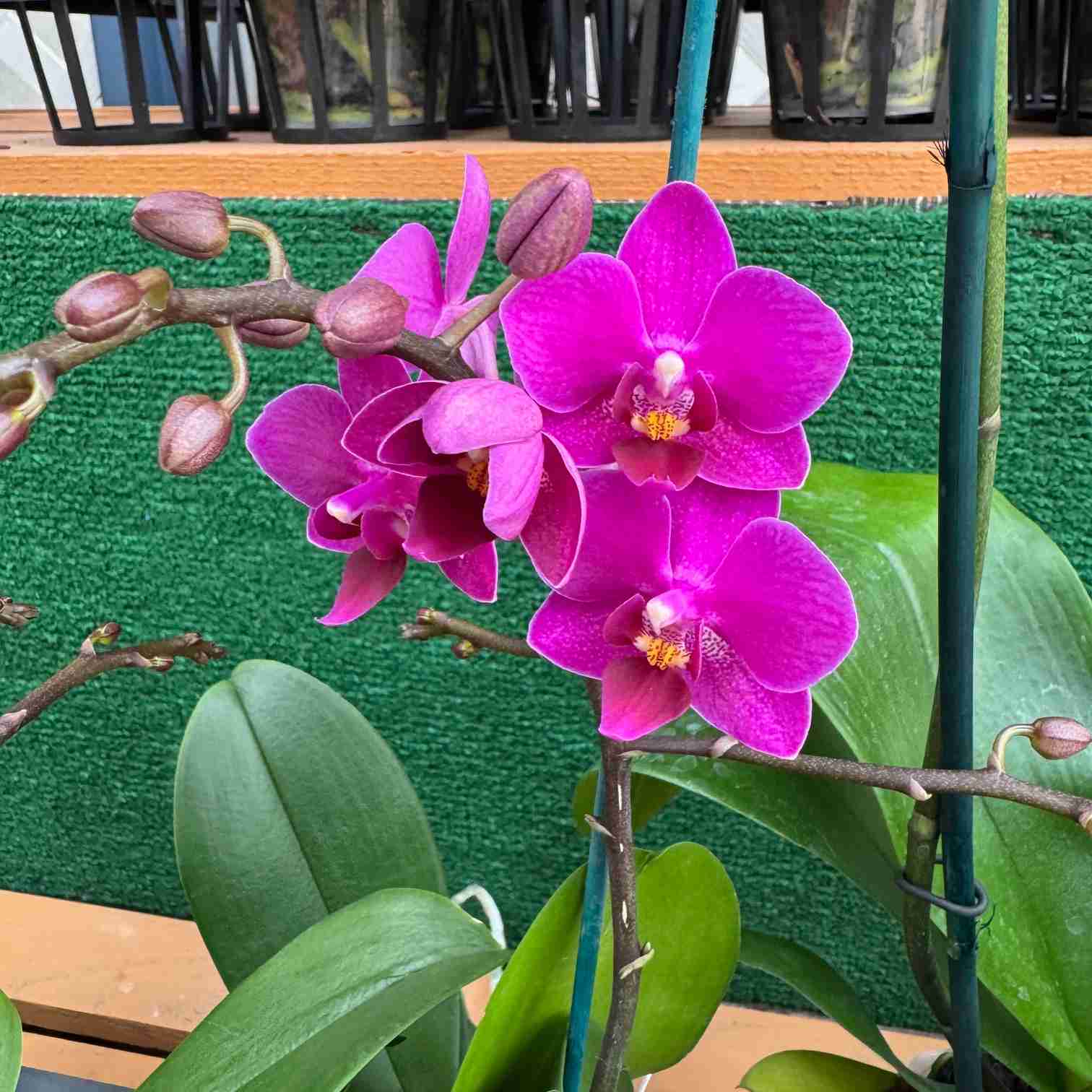 Orchids in Bloom – Page 2 – Akatsuka Orchid Gardens