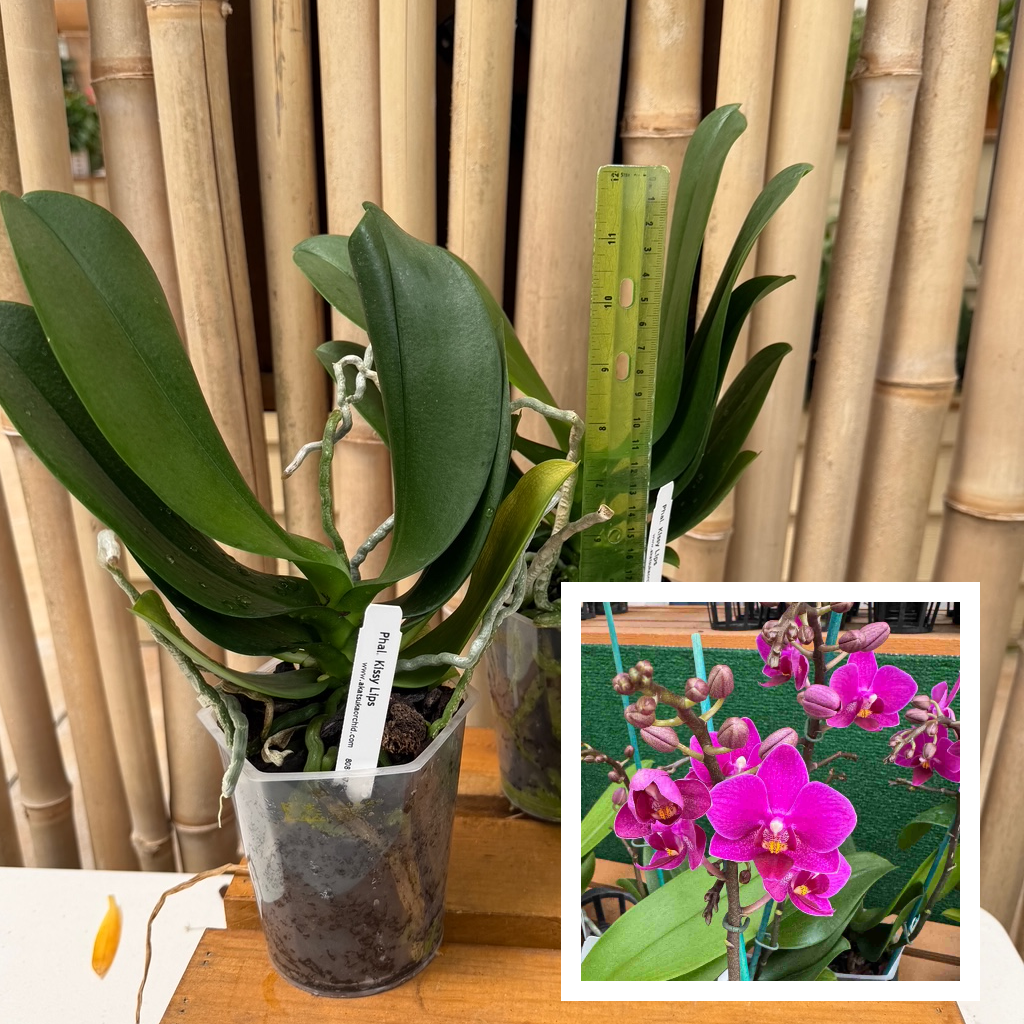 Phal. Kissy Lips (Low Spike) - miniature