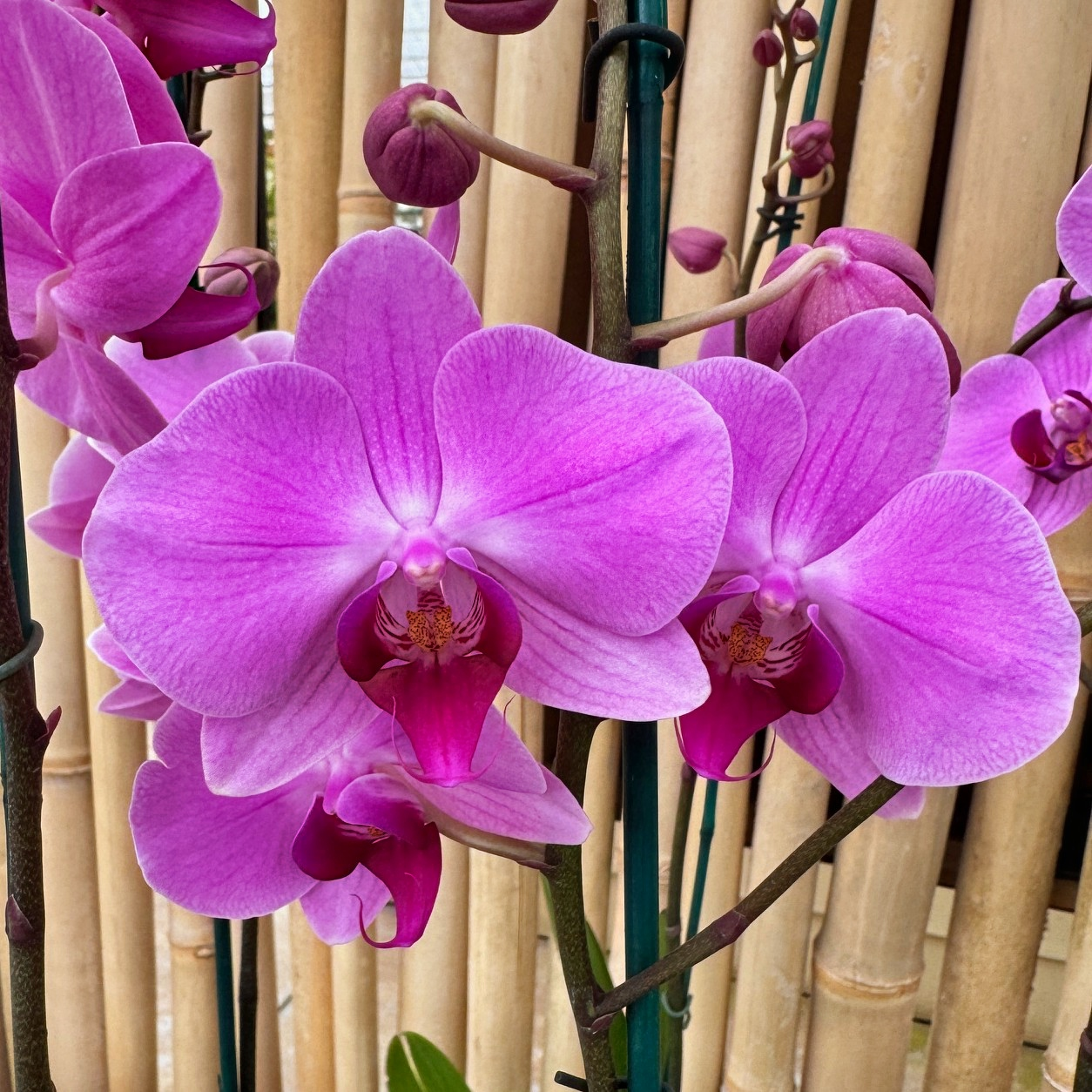 Phal. Lavendar-Pink (Single Spike)