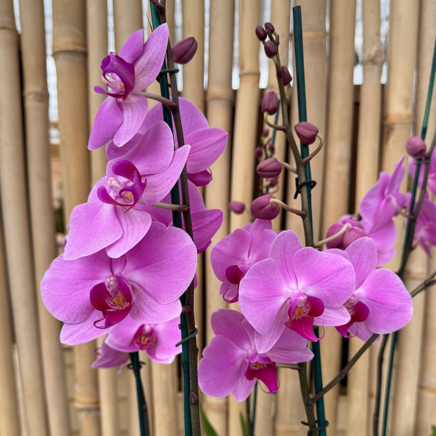 Phal. Lavendar-Pink (Single Spike)