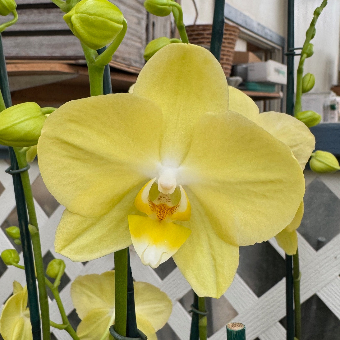 Orchids in Bloom – Page 2 – Akatsuka Orchid Gardens