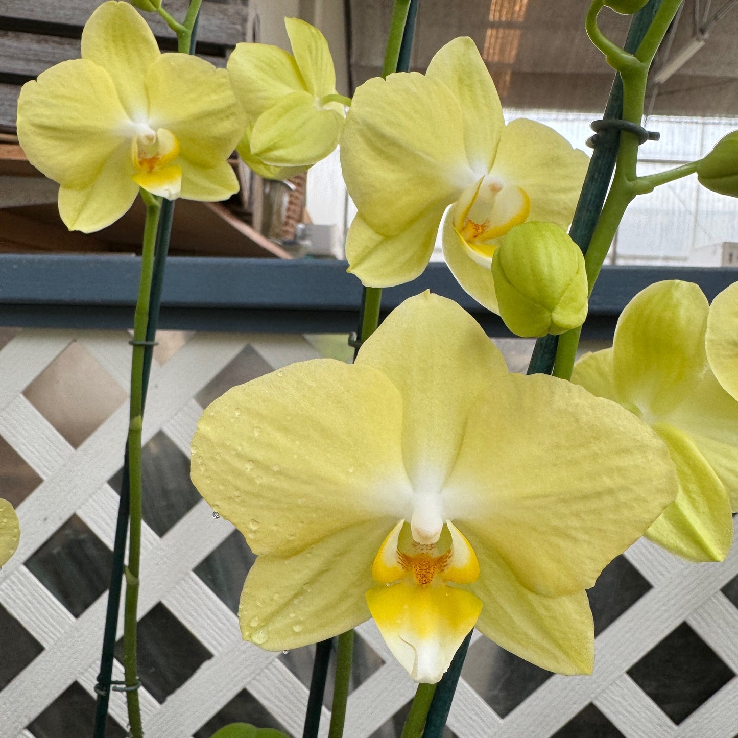 Phal. Mirage