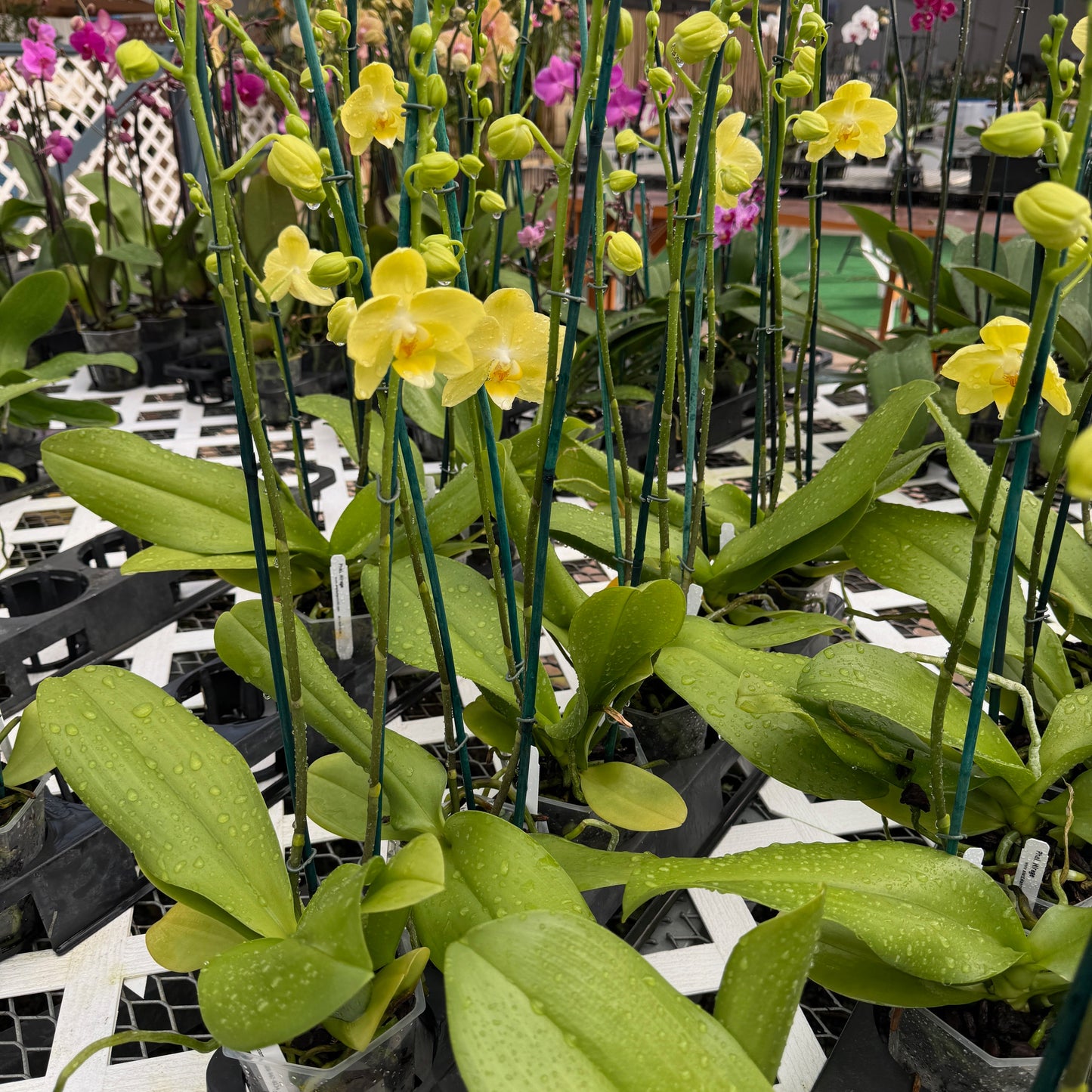 Phal. Mirage