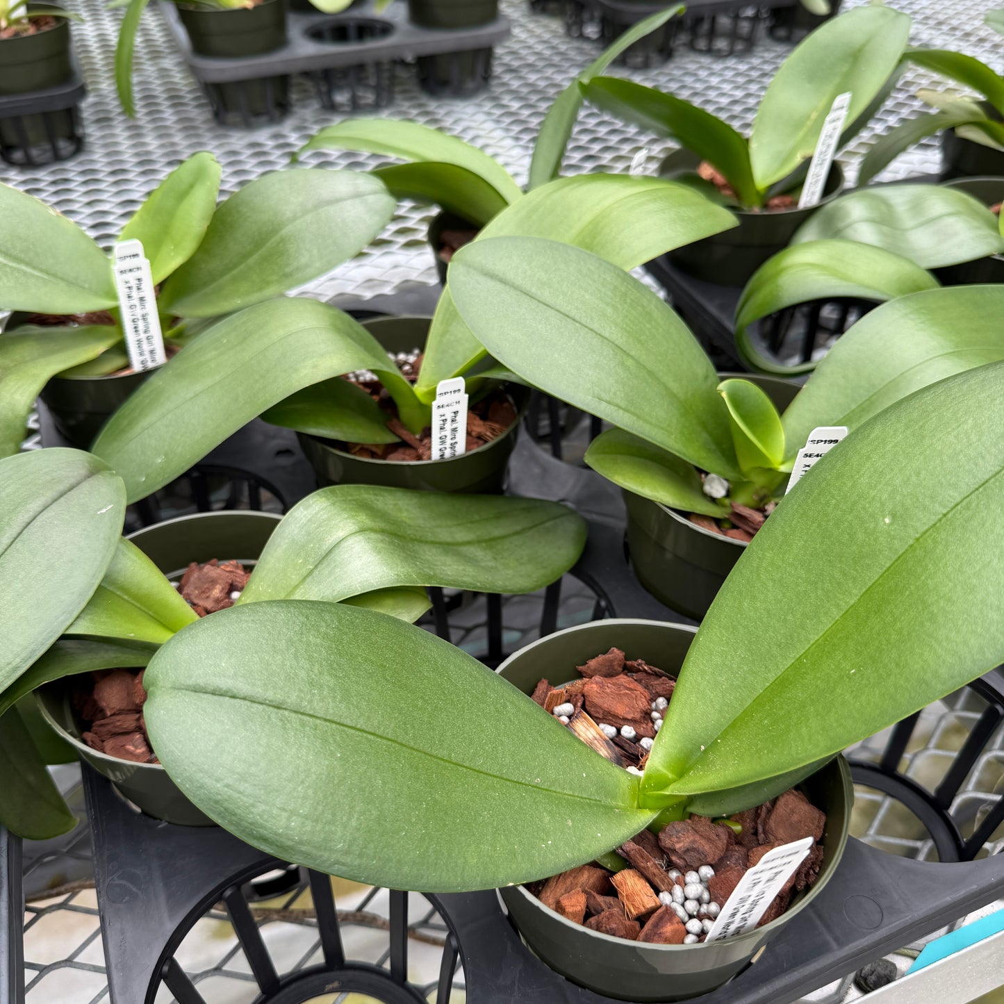 Phal. Miro Spring Girl 'Miro' x Phal. GW Green World 'GW' (4” pot) - Not Blooming