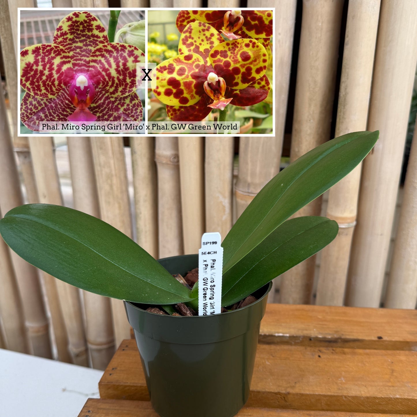 Phal. Miro Spring Girl 'Miro' x Phal. GW Green World 'GW' (4” pot) - Not Blooming