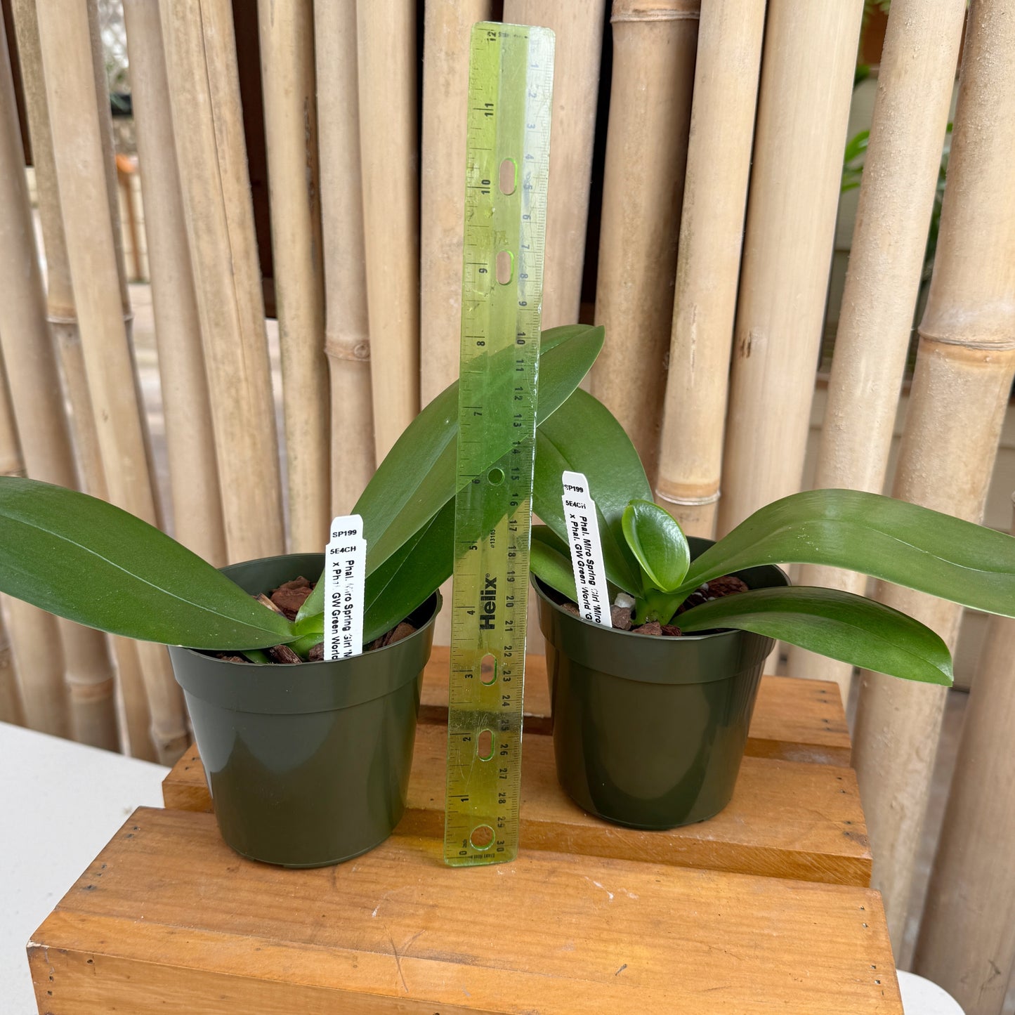 Phal. Miro Spring Girl 'Miro' x Phal. GW Green World 'GW' (4” pot) - Not Blooming