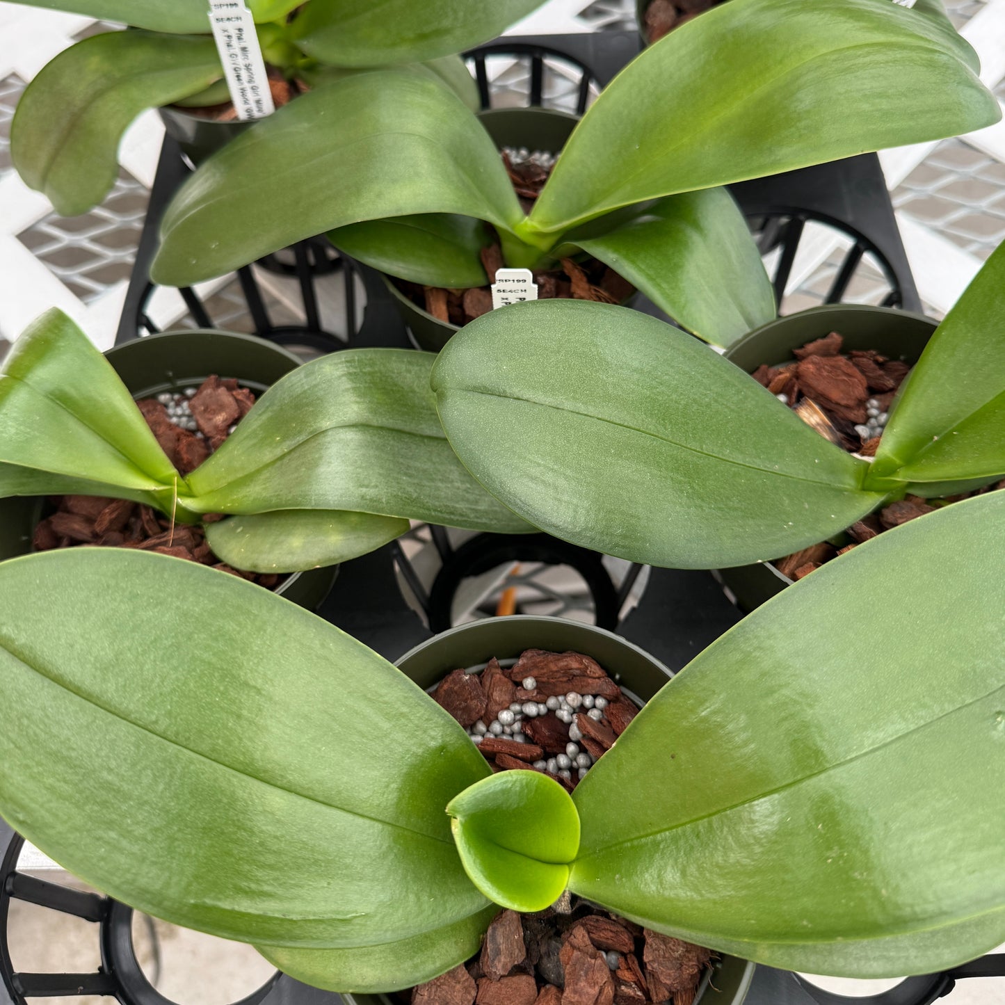 Phal. Miro Spring Girl 'Miro' x Phal. GW Green World 'GW' (4” pot) - Not Blooming