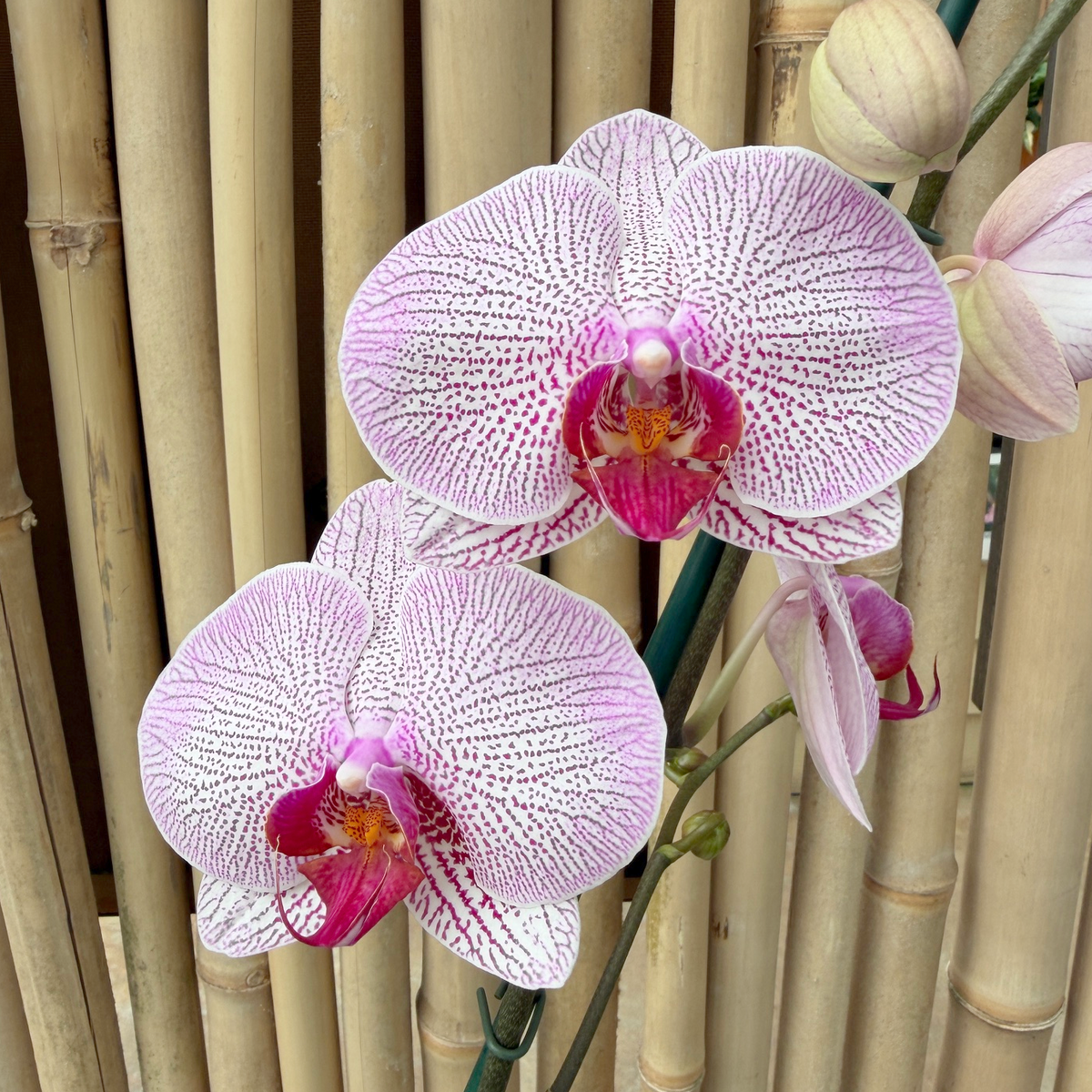 Phal. Razmatazz
