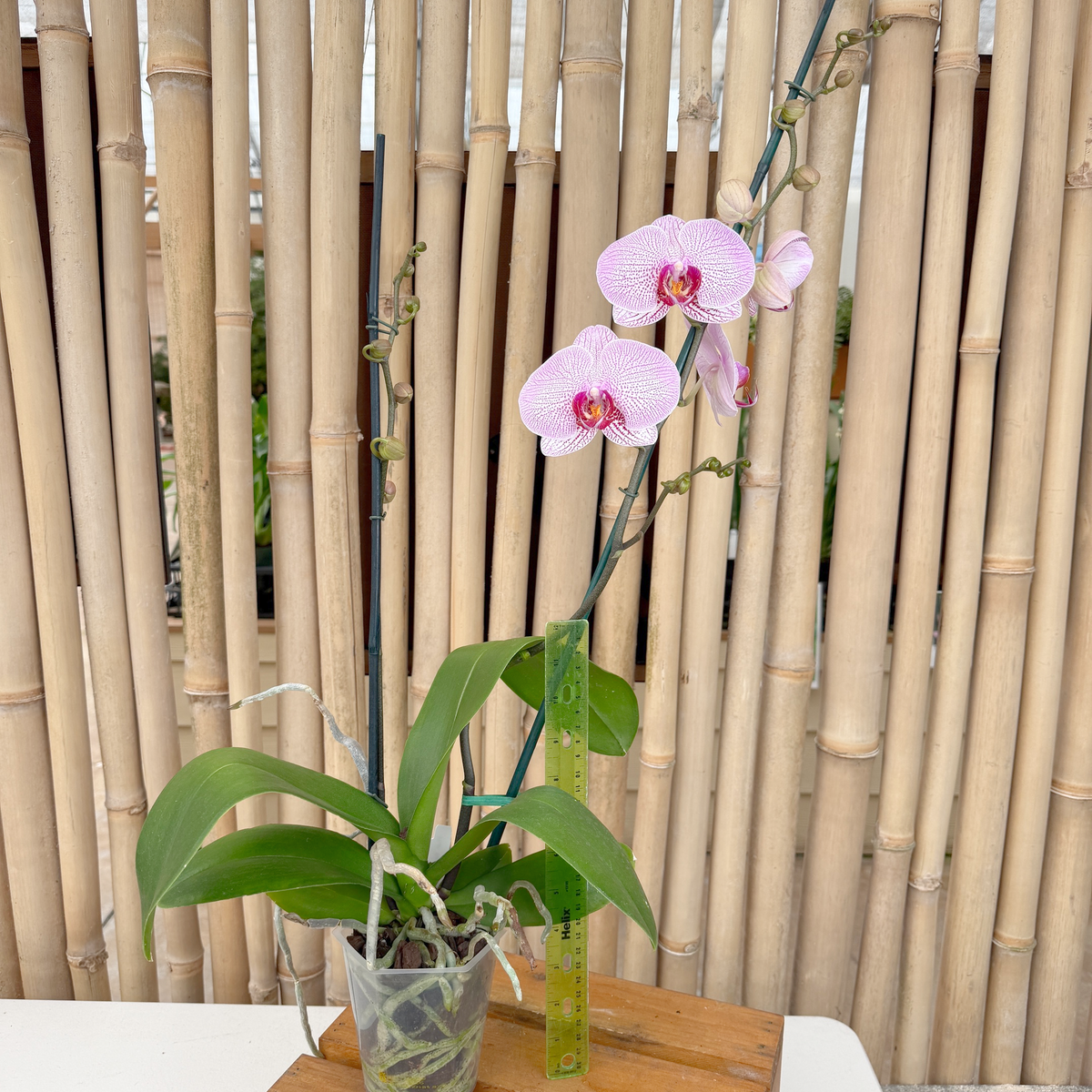Phal. Razmatazz