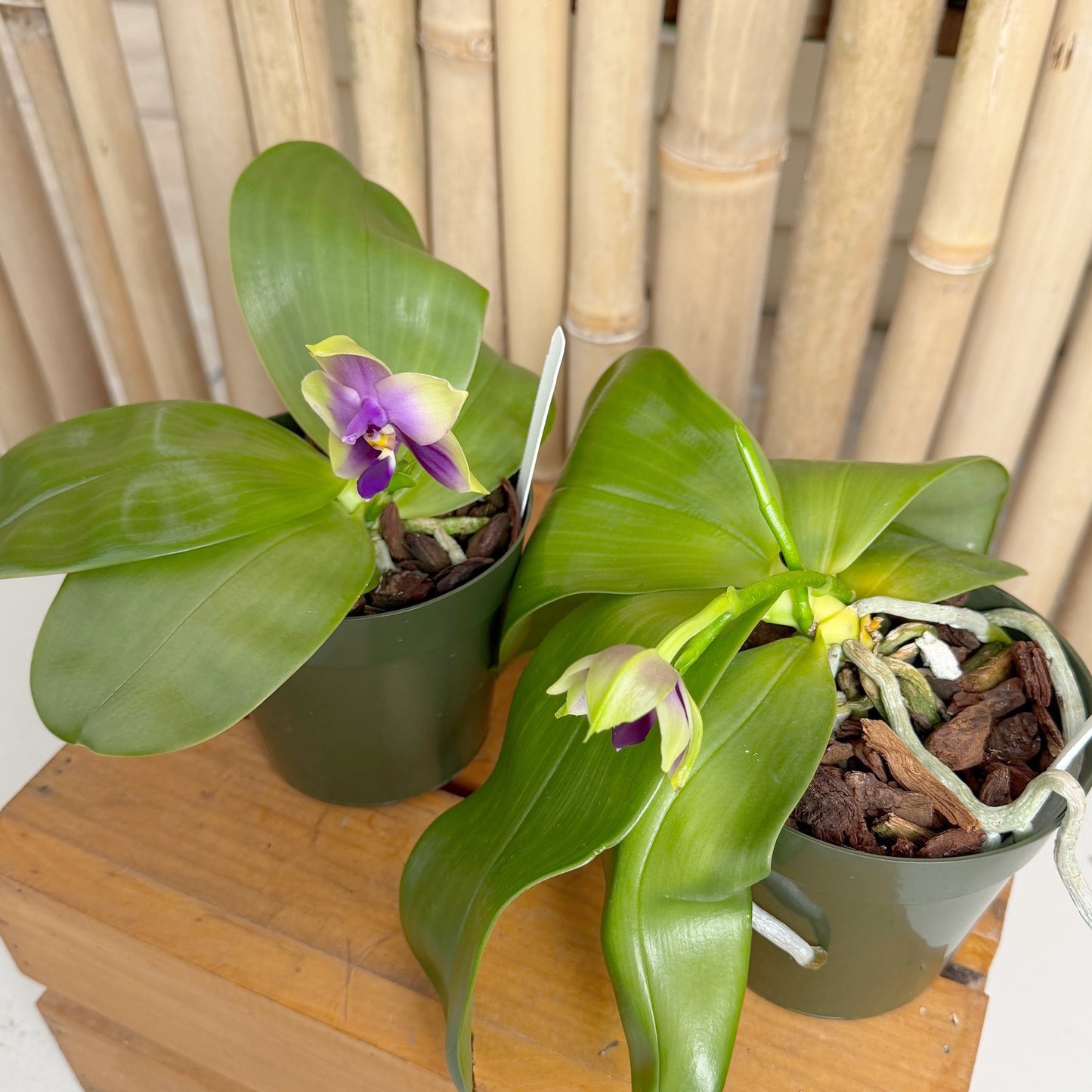 Phal. Samera (4" pot) - First Bloom