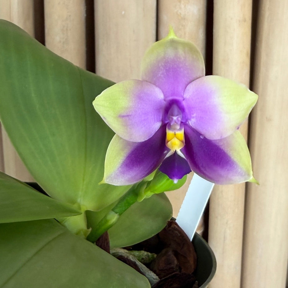 Phal. Samera (4" pot) - First Bloom