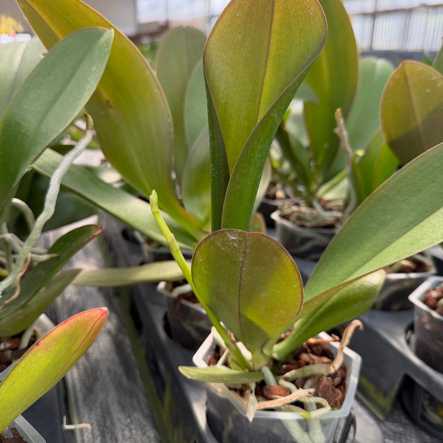 Phal. Showpiece (Low Spike)