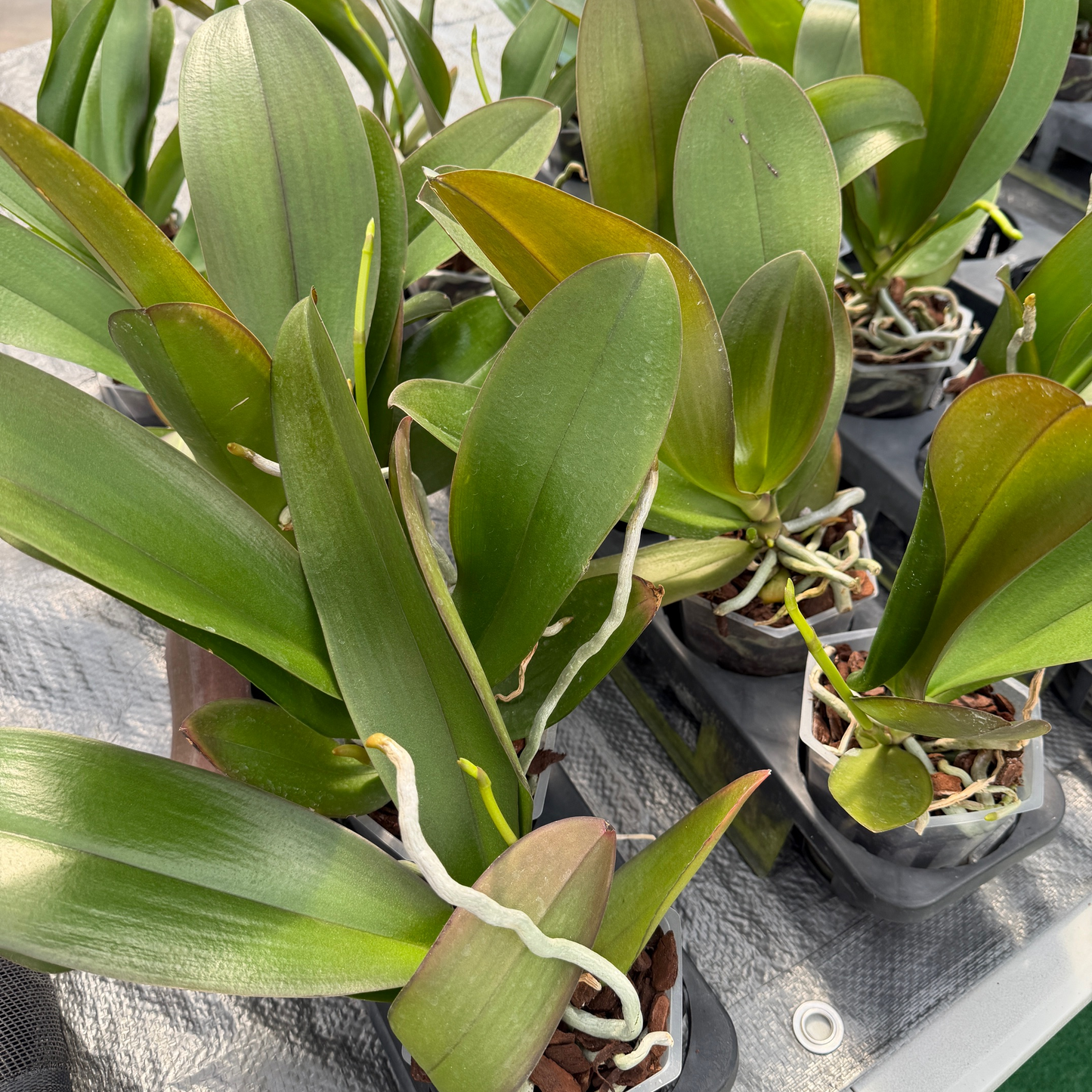 Phal. Showpiece (Low Spike)