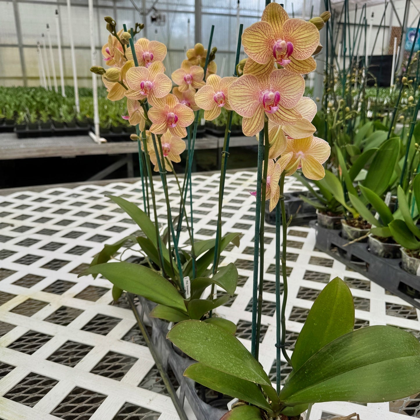Phal. Showpiece