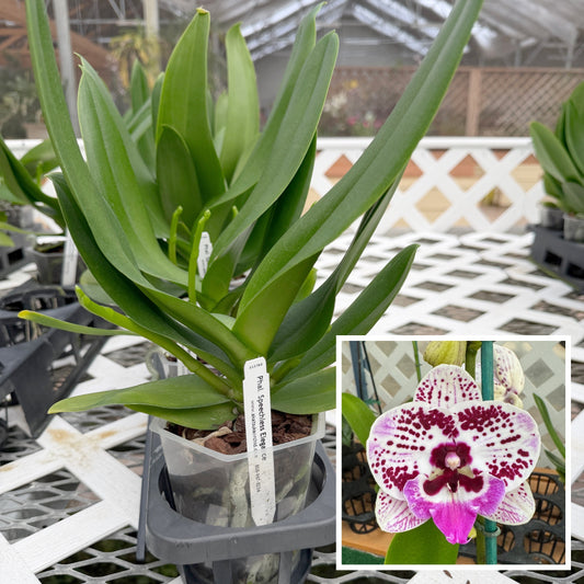 Phal. Speechless Elegance (Low Spike)