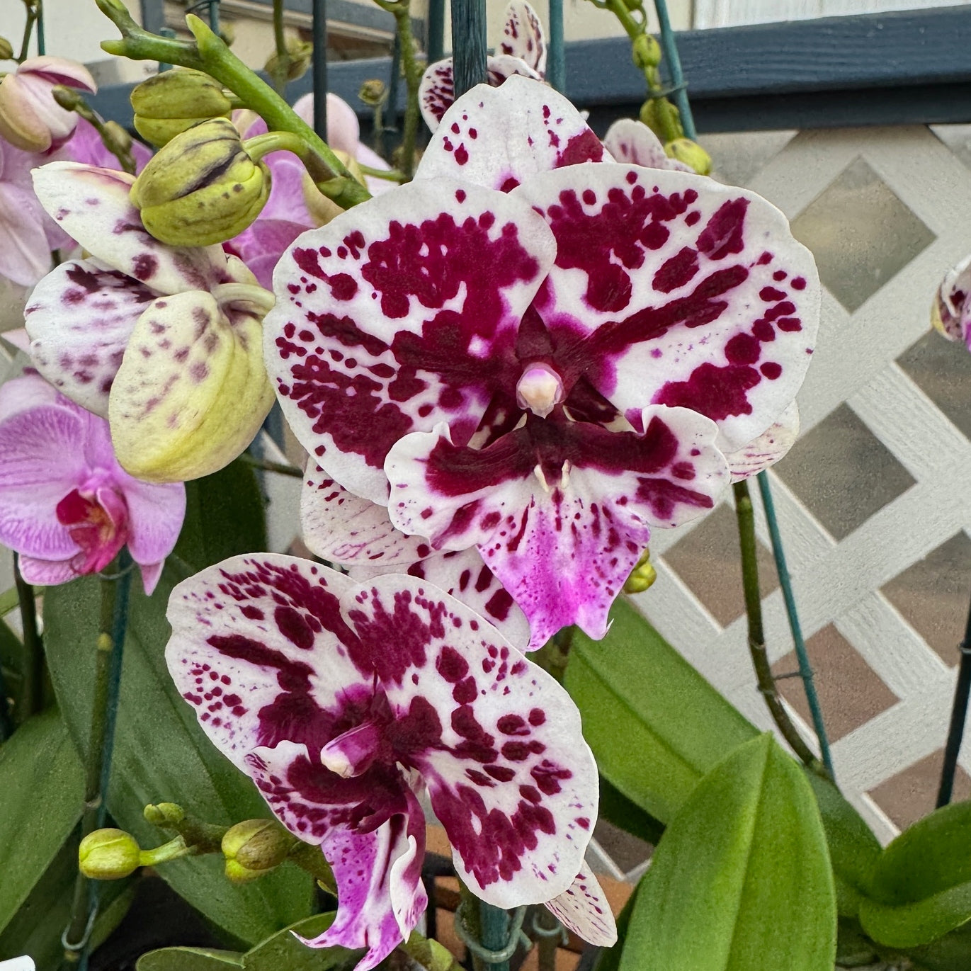 Phal. Speechless Elegance