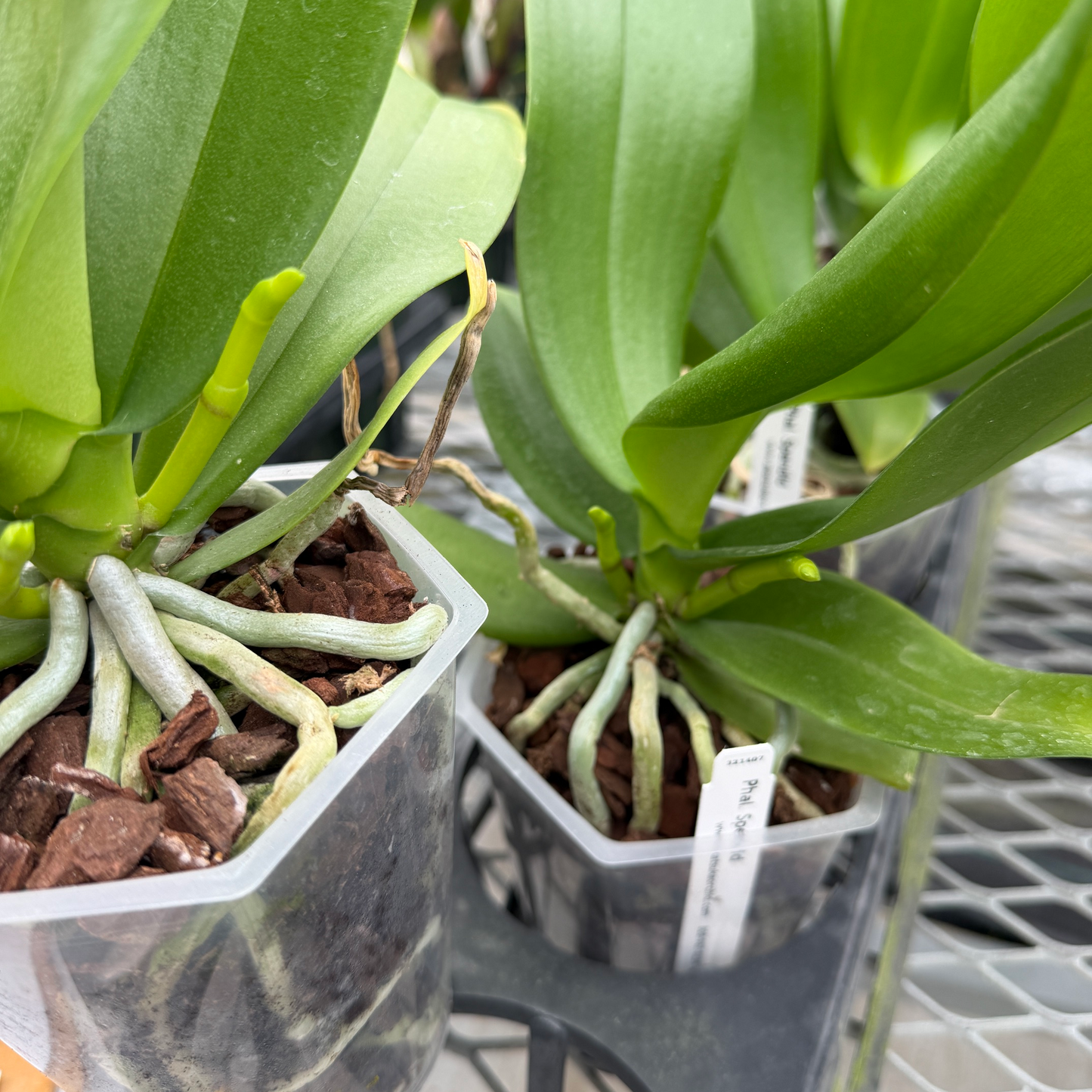 Phal. Splendid (Low Spike)