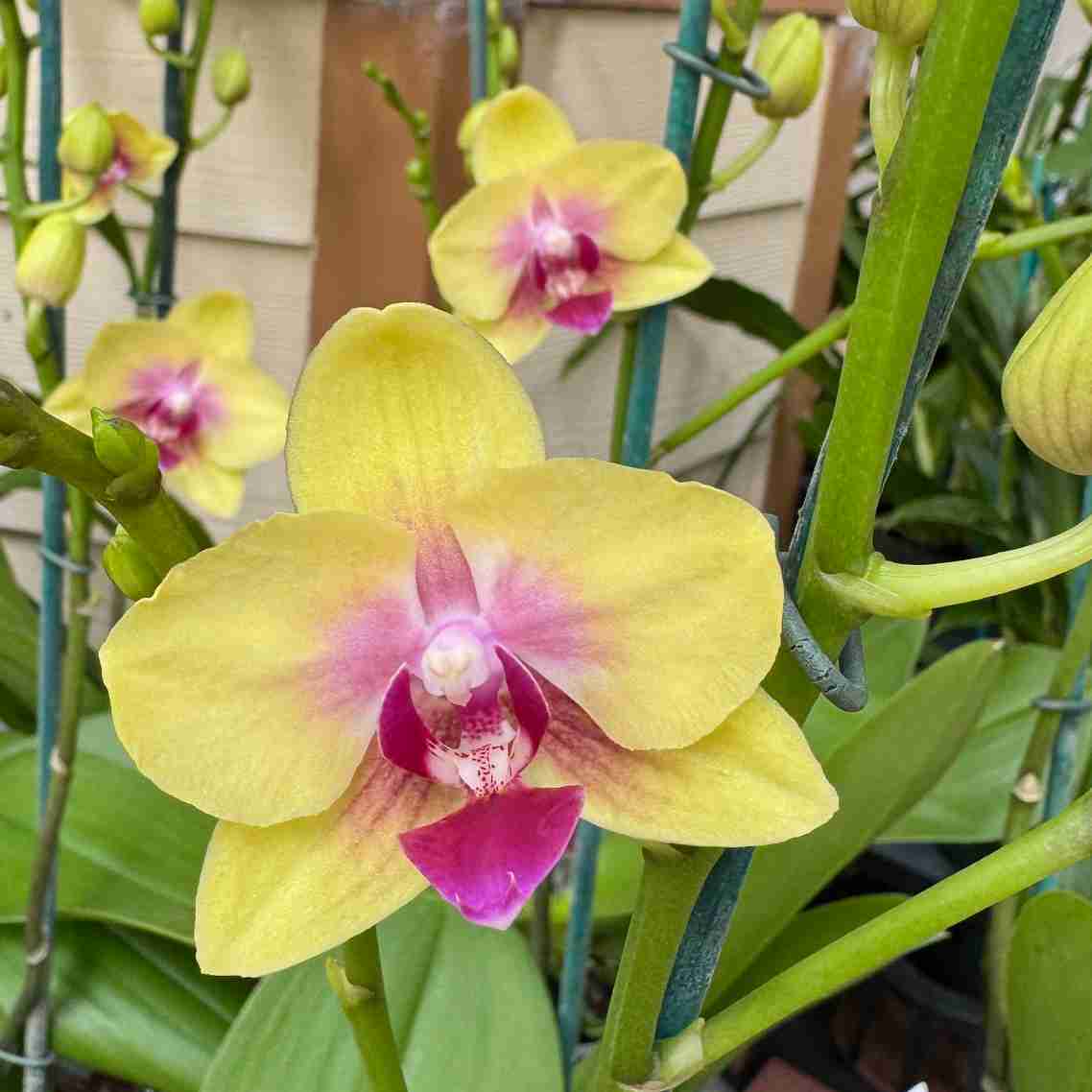 Phal. Spunky (Miniature) - Double Spikes