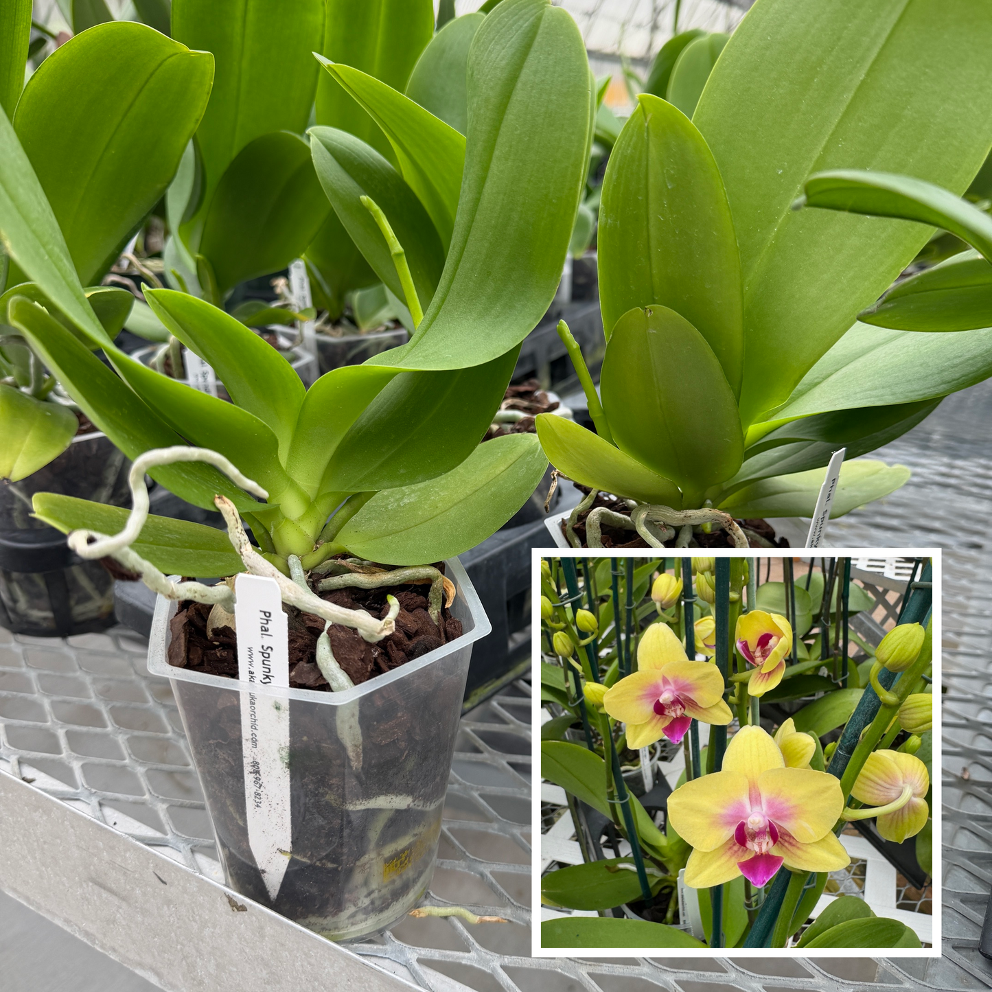 Phal. Spunky (Low Spike) - Miniature