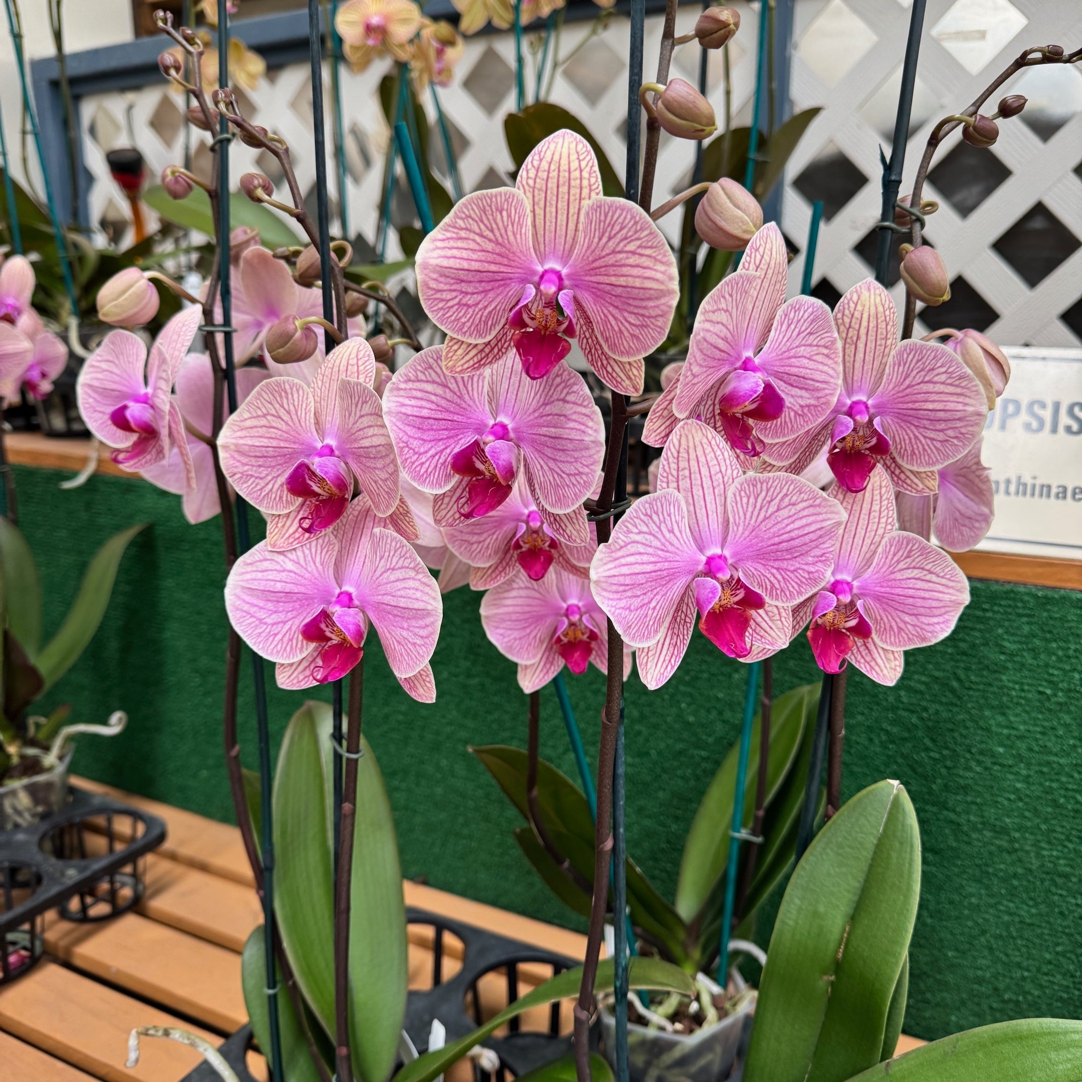 Phal. Tropic Wonderland – Akatsuka Orchid Gardens
