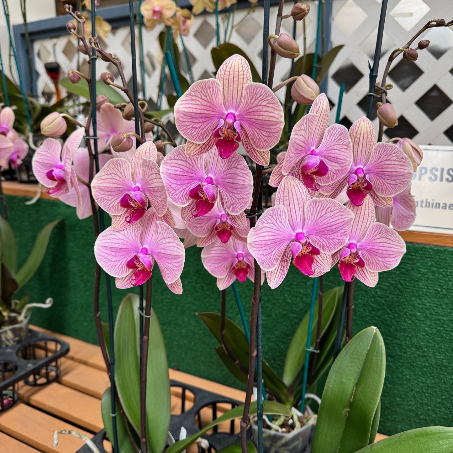 Phal. Tropic Wonderland