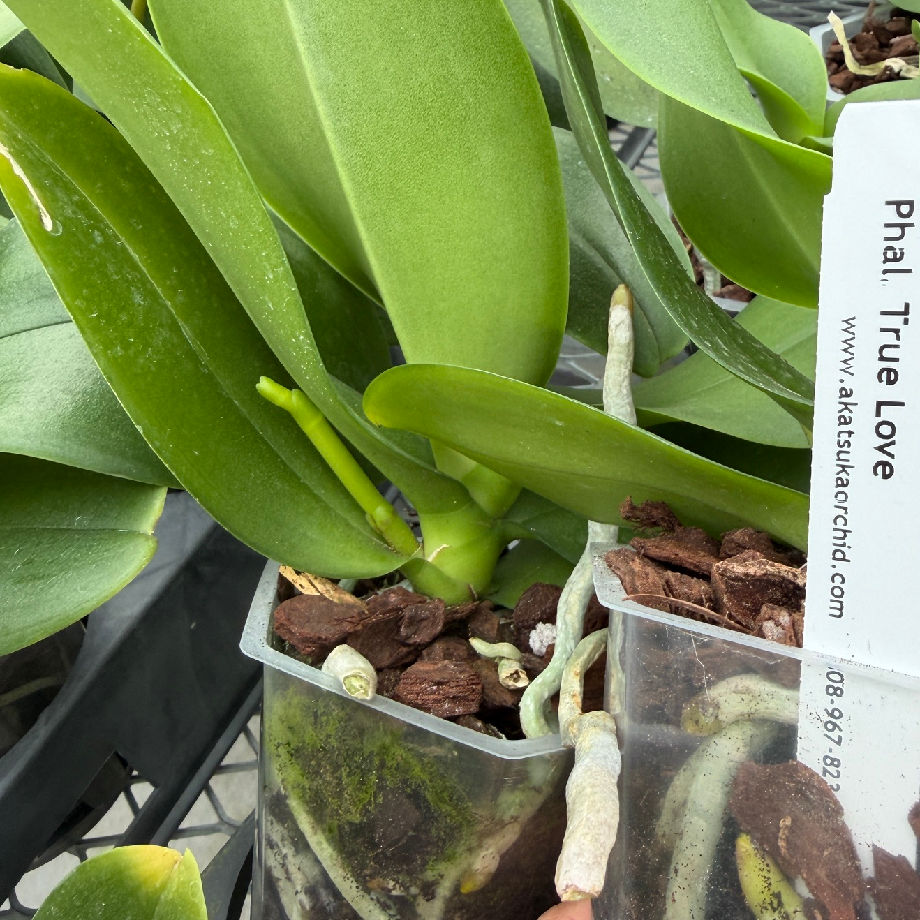 Phal. True Love (Low Spike)