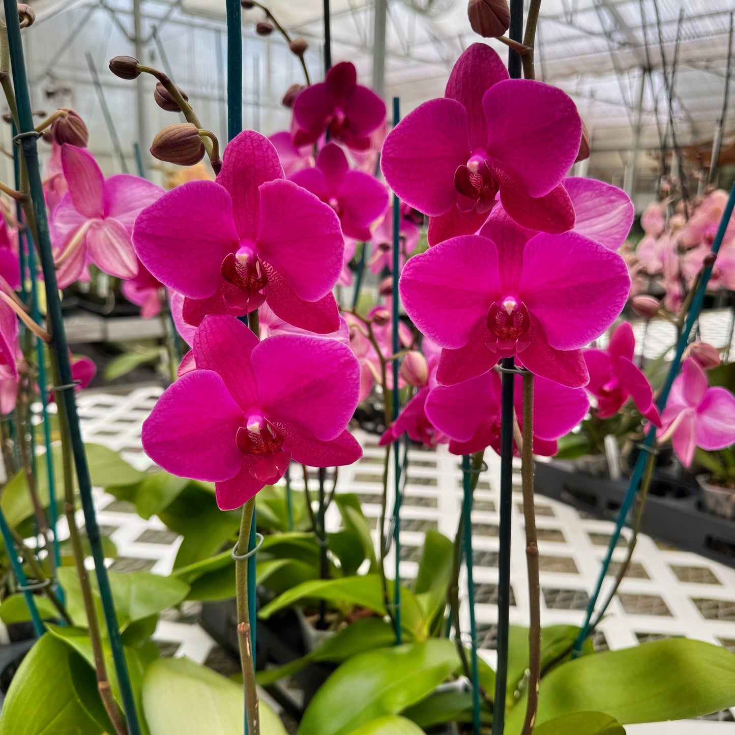 Phal. Vivaldi