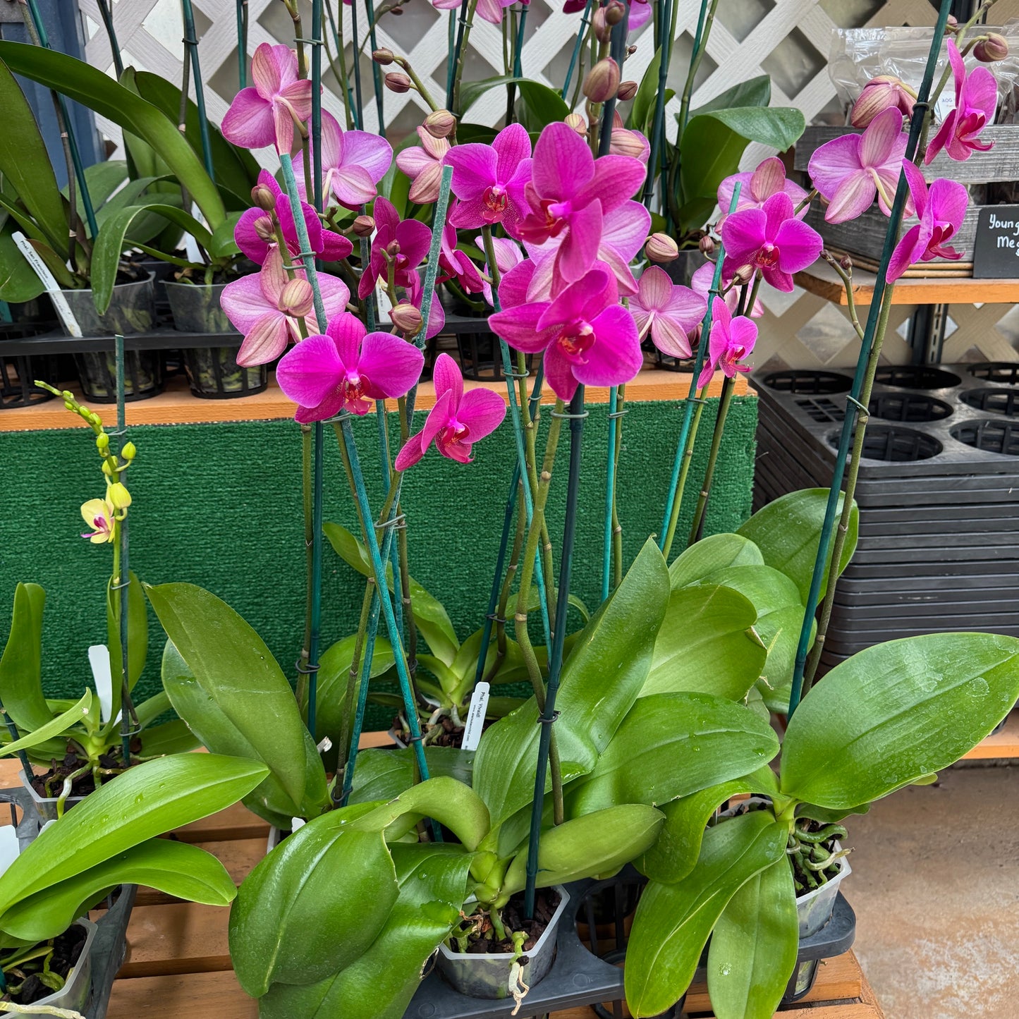 Phal. Vivaldi