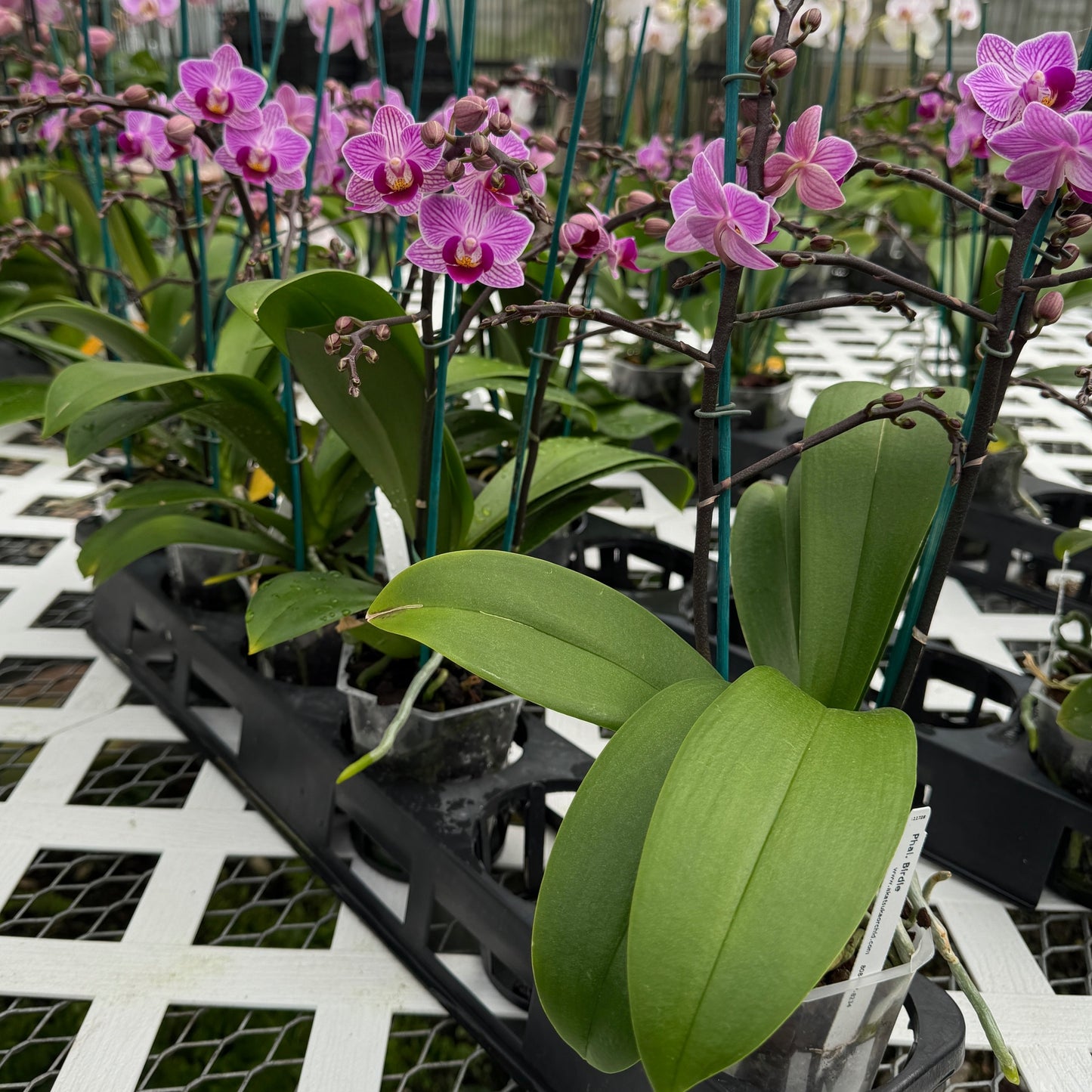 Phal. Birdie (Miniature)