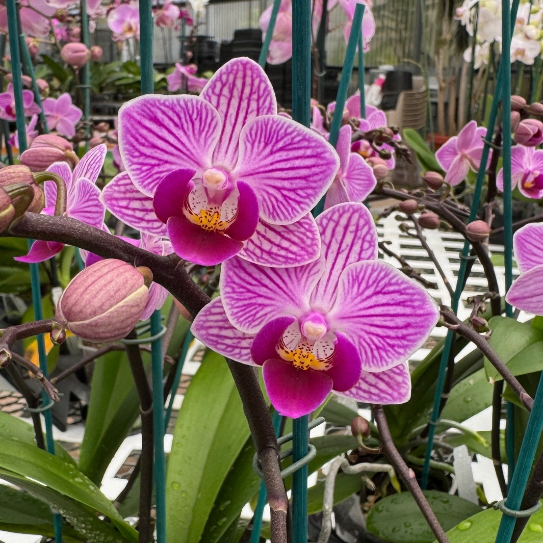 Phal. Birdie (Miniature)
