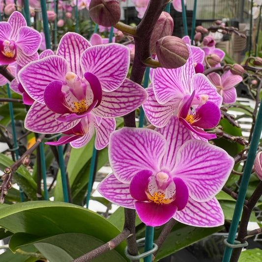 Phal. Birdie (Miniature) - Buds