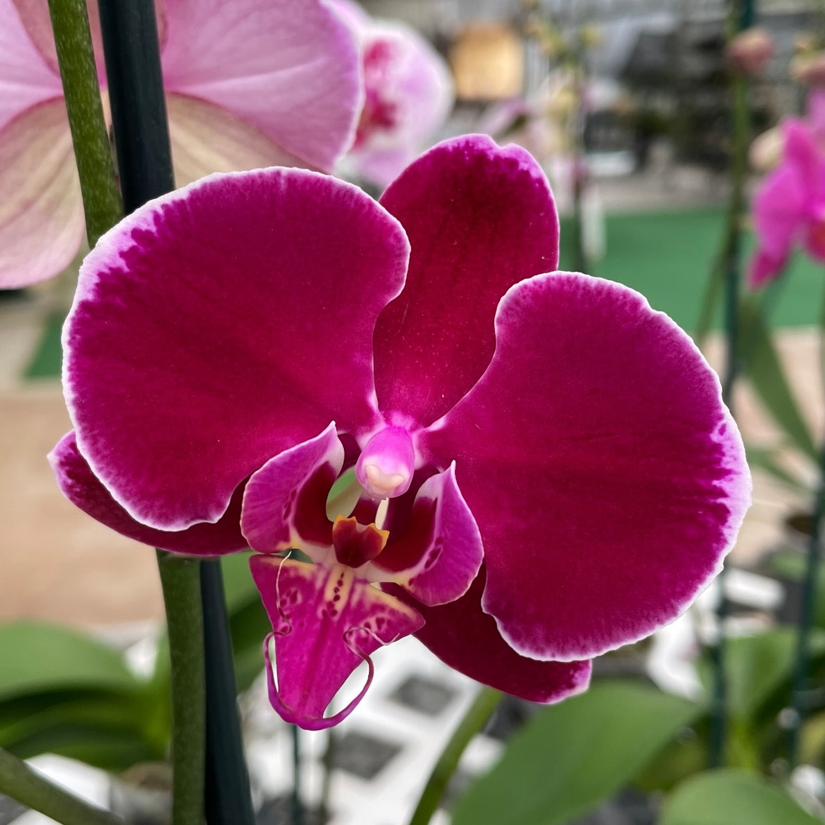 Phal. Bulls Eye (Single Spike)