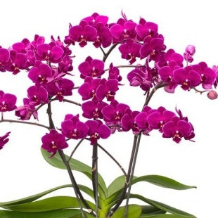 Phal. Cosy Candy (Miniature)